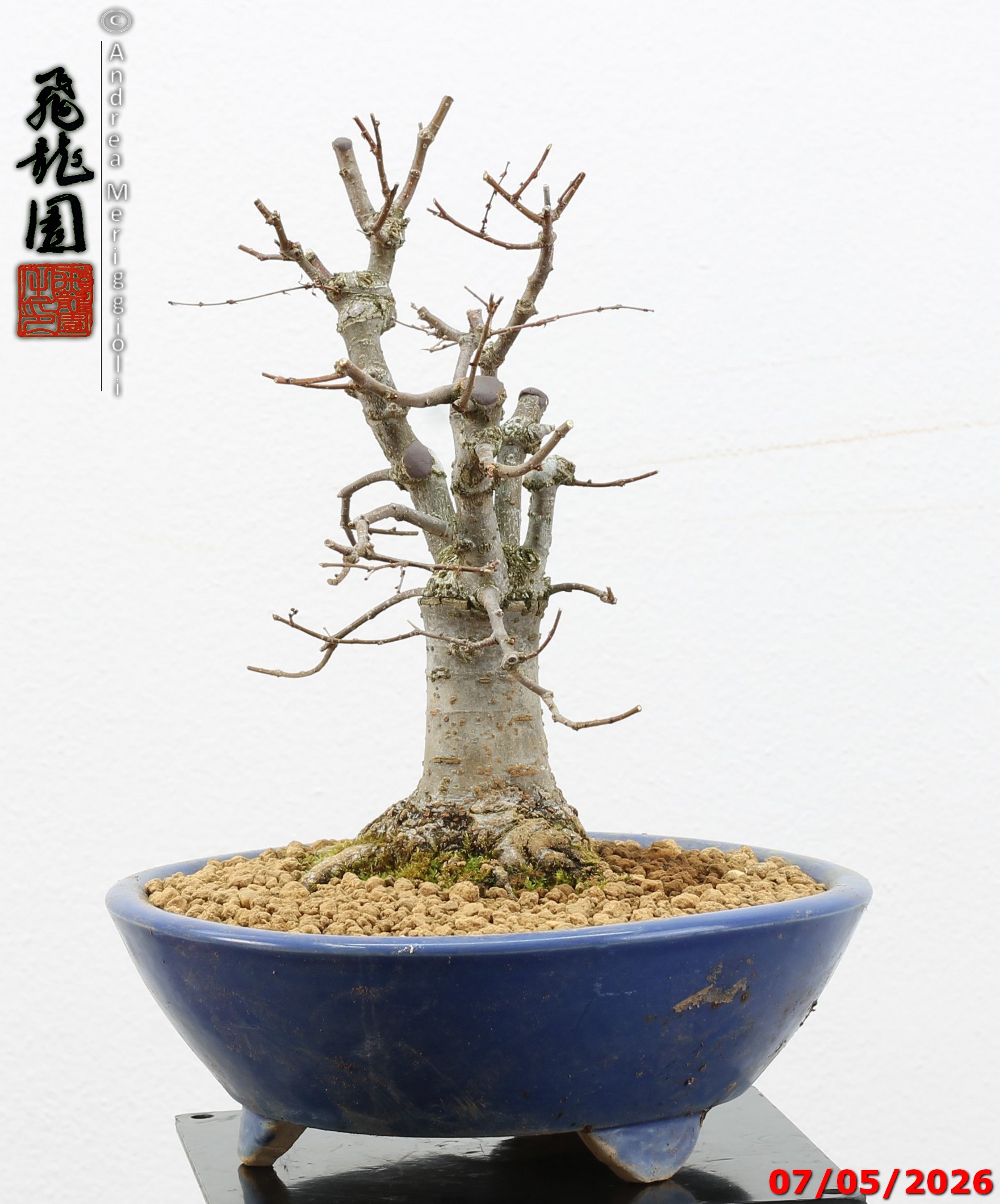 Zelkova parvifolia shohin - immagine 3