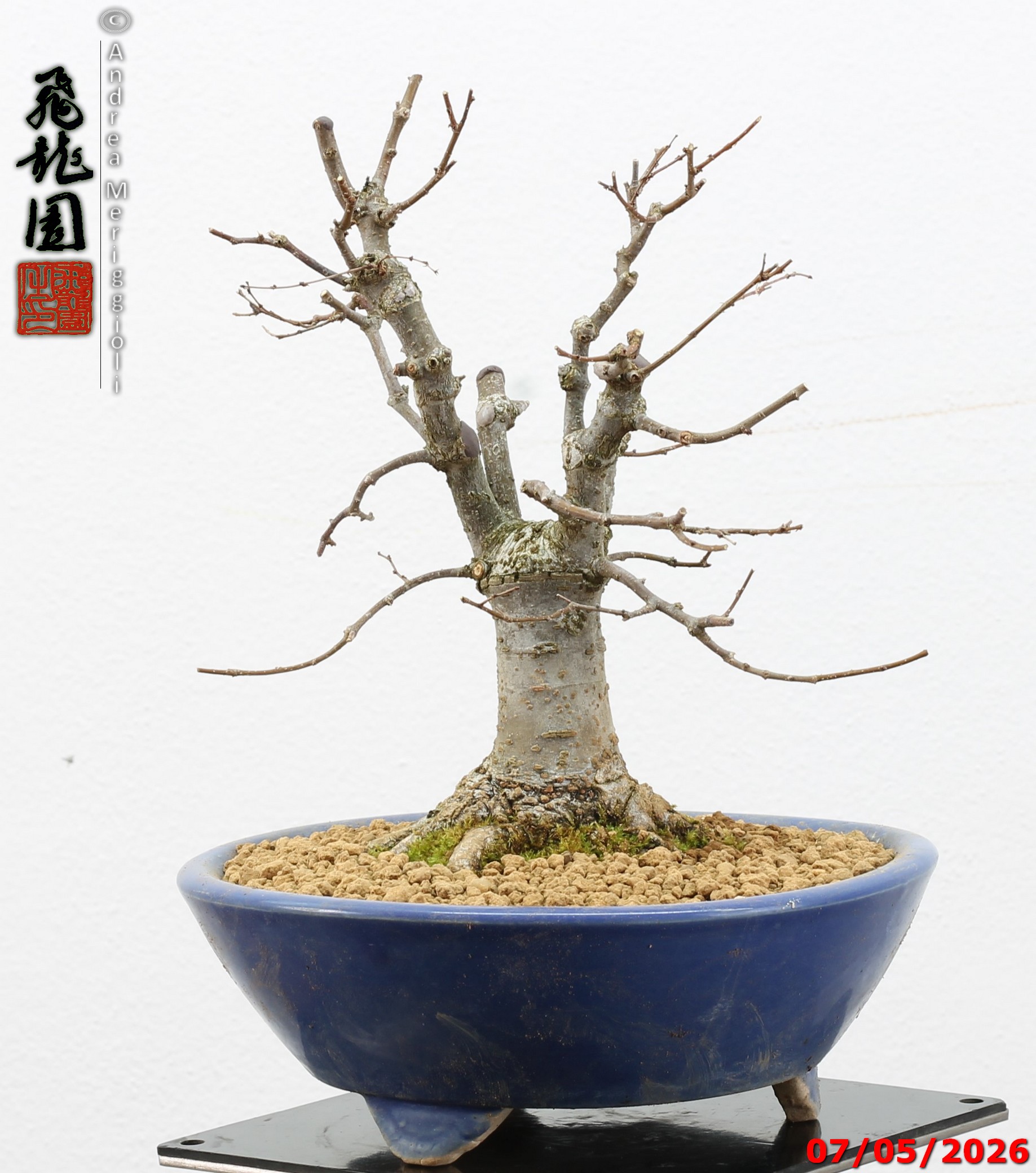 Zelkova parvifolia shohin - immagine 2