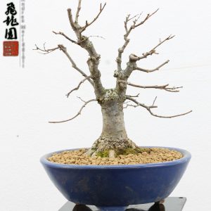 Zelkova parvifolia shohin