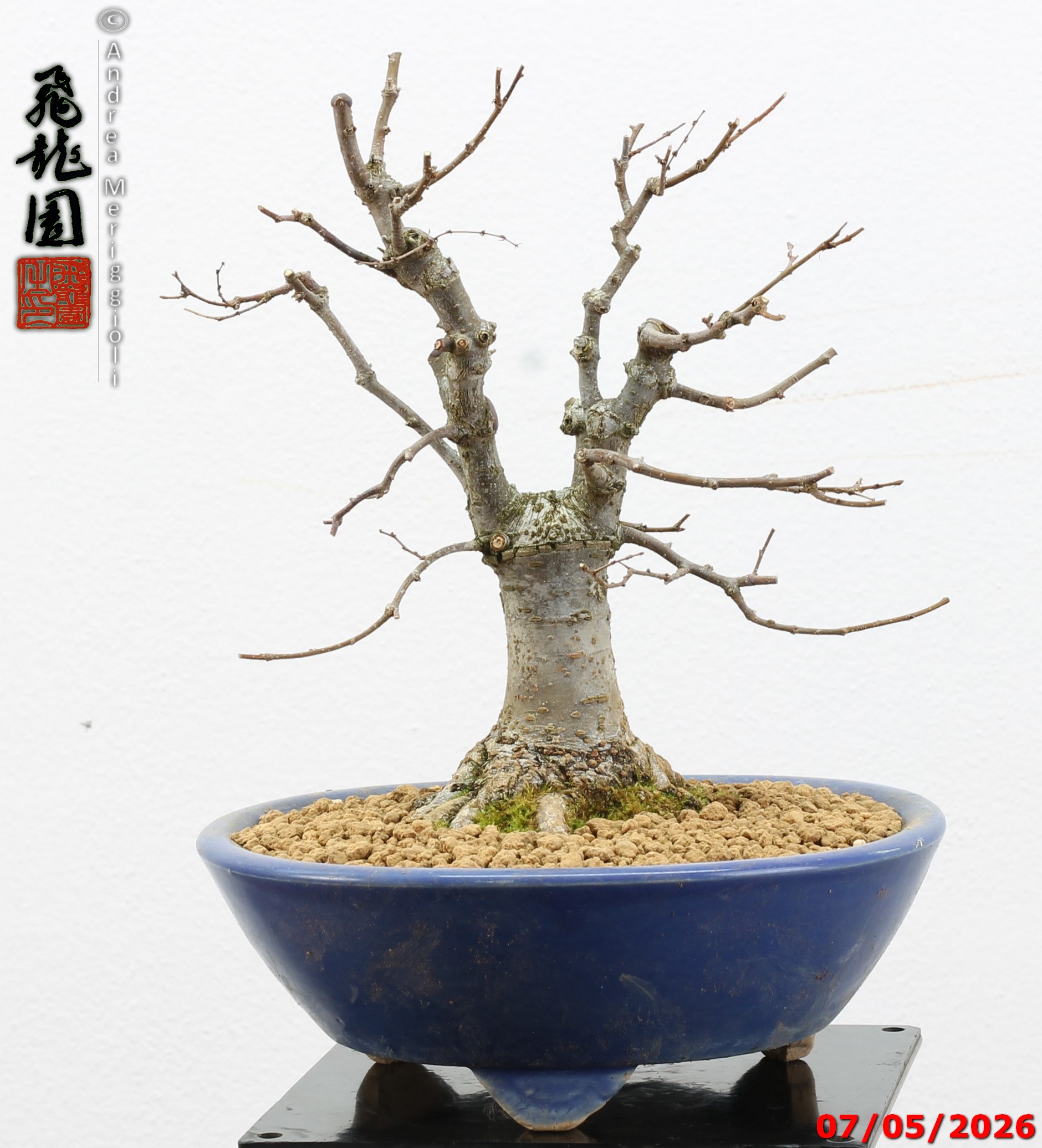 Zelkova parvifolia shohin