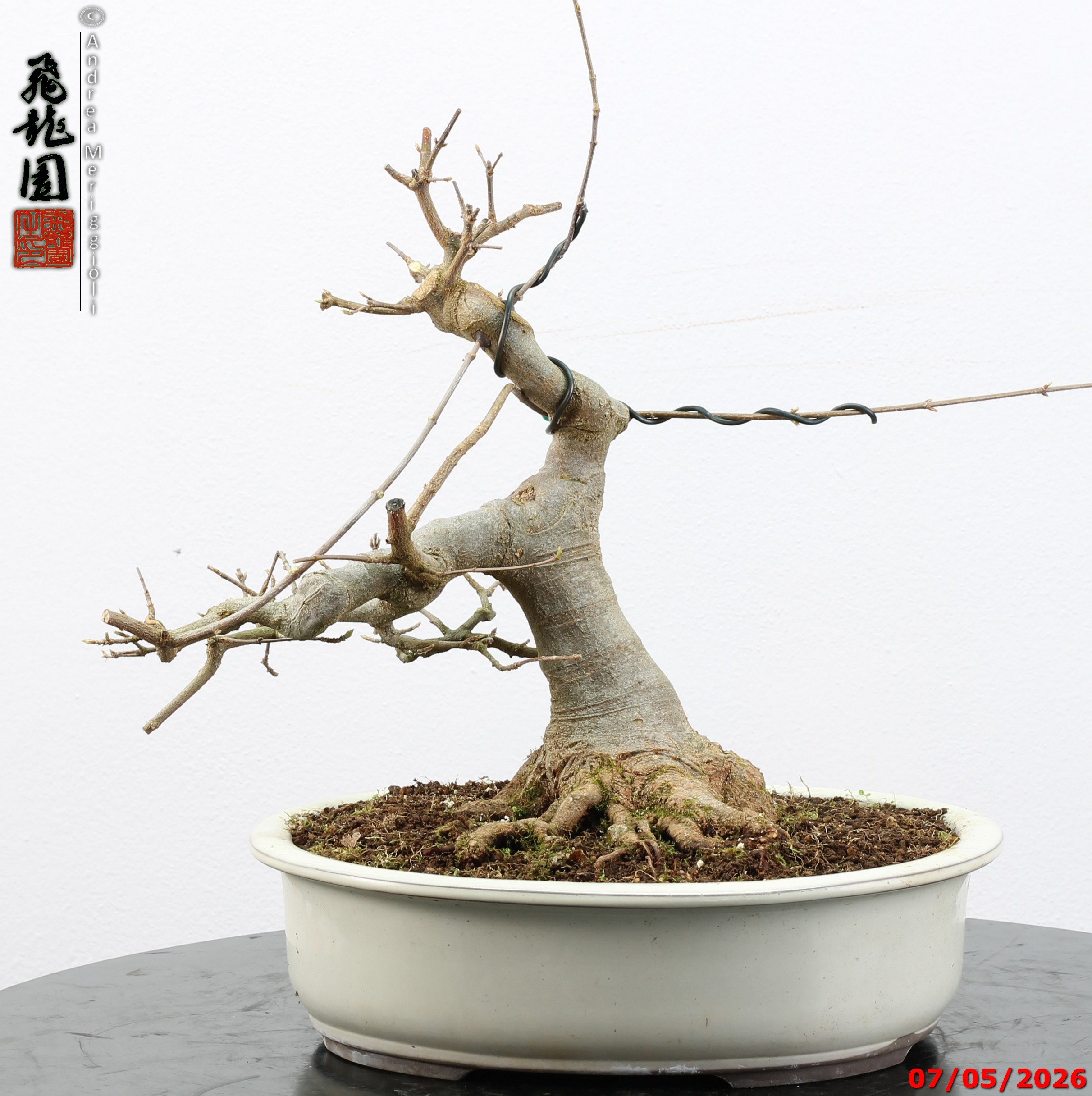 Acer buergerianum - Image 11