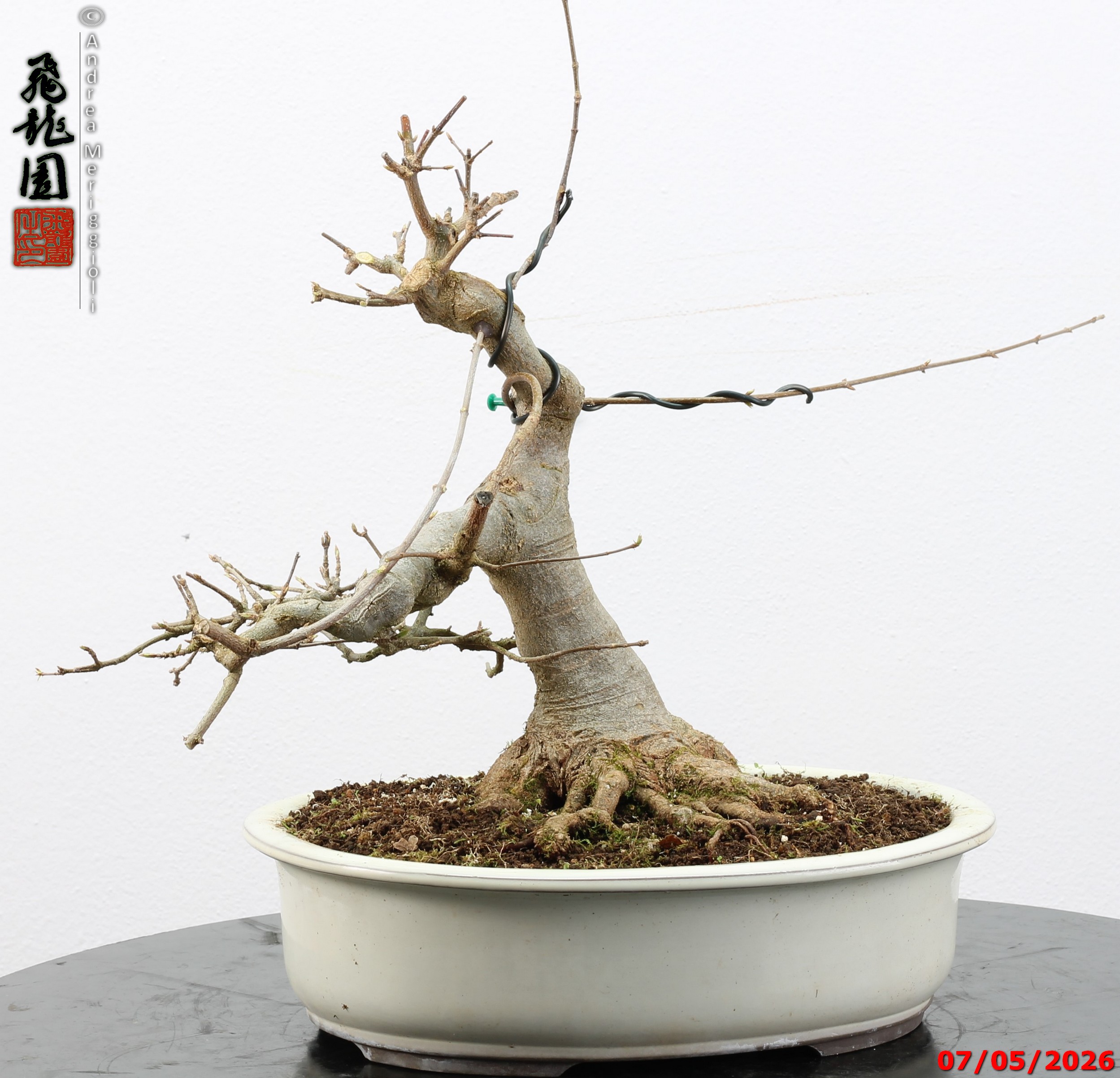 Acer buergerianum - Image 10