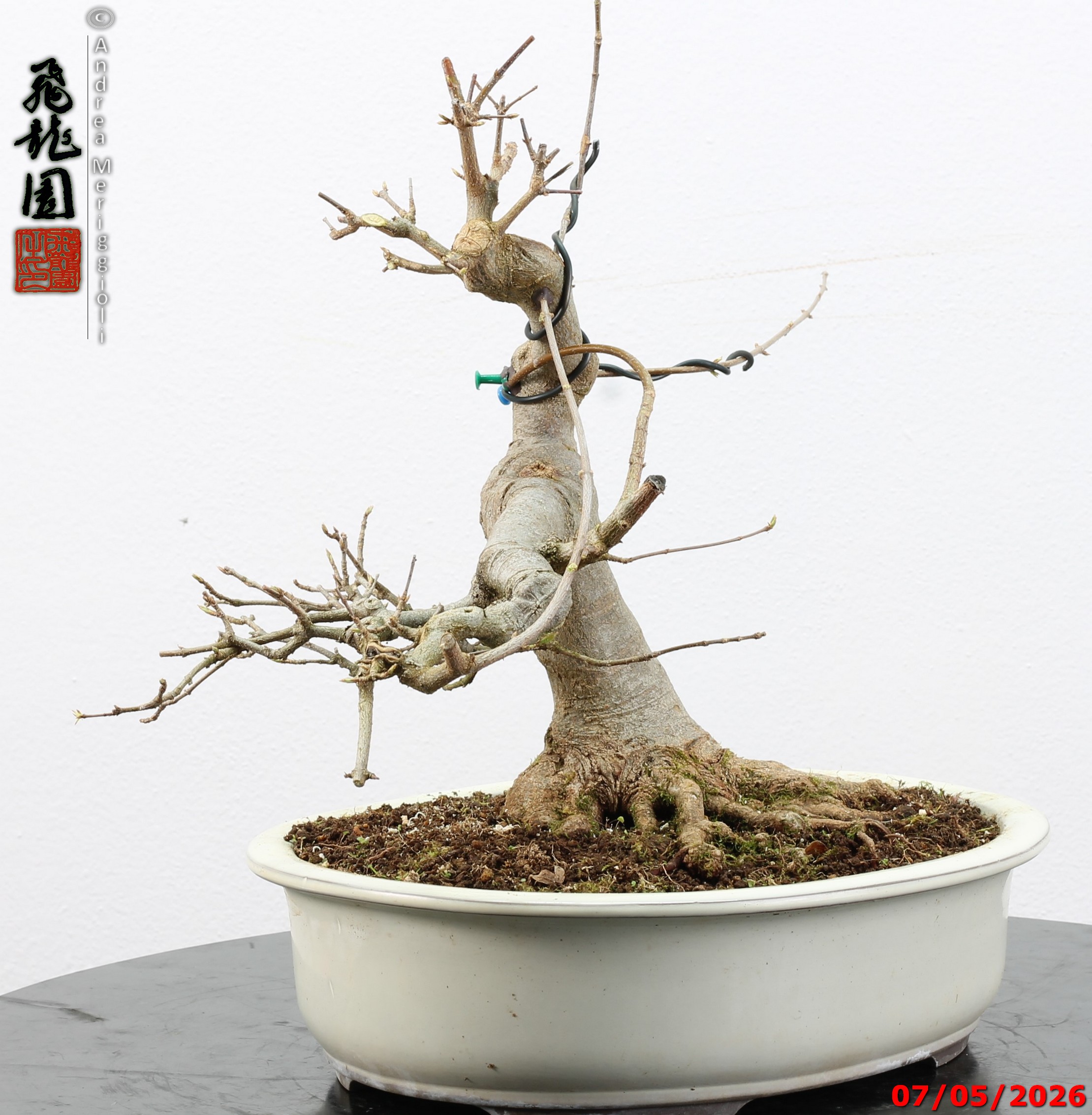 Acer buergerianum - Image 9