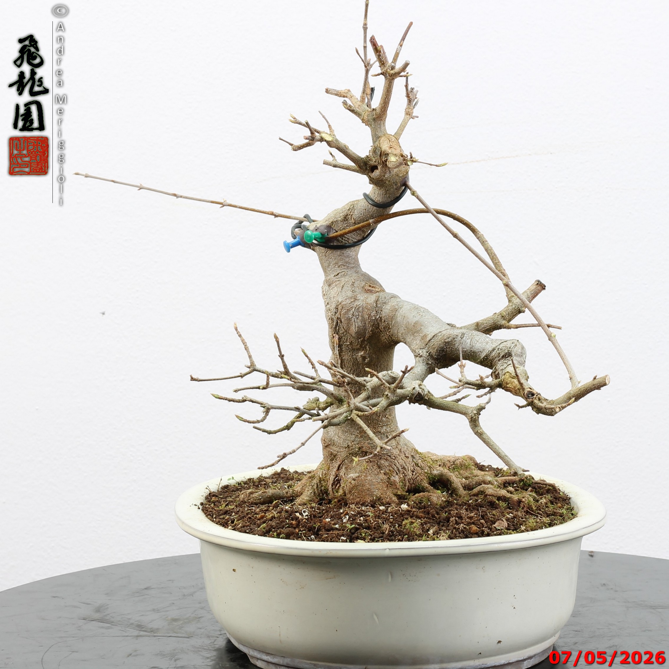 Acer buergerianum - Image 8