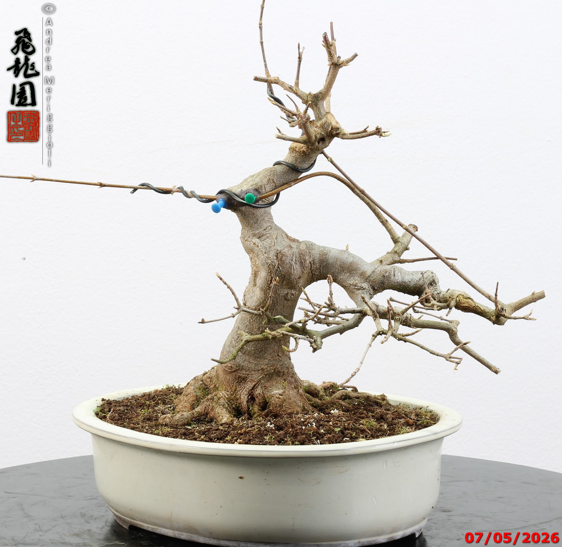 Acer buergerianum - Image 7