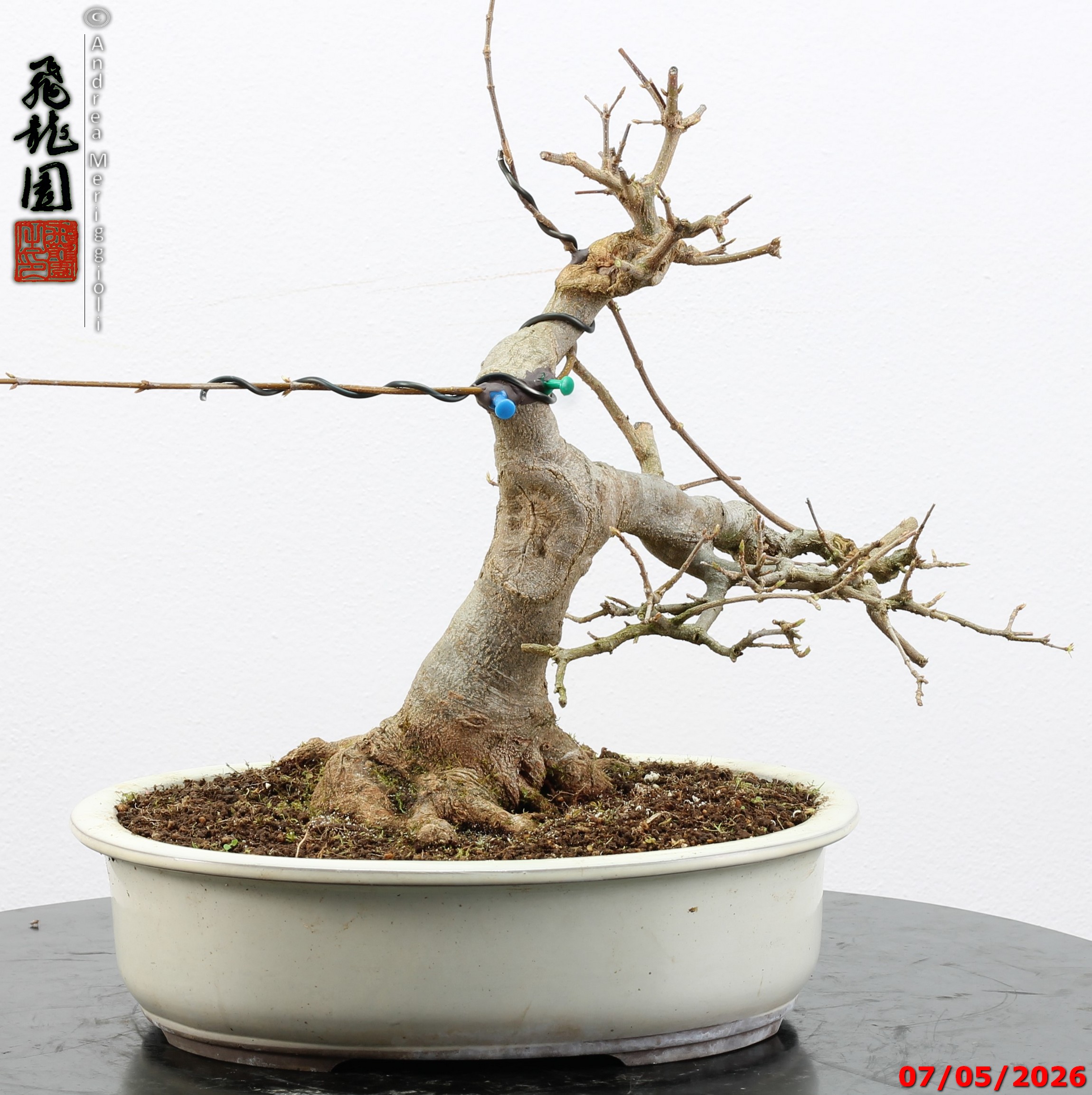 Acer buergerianum - Image 6