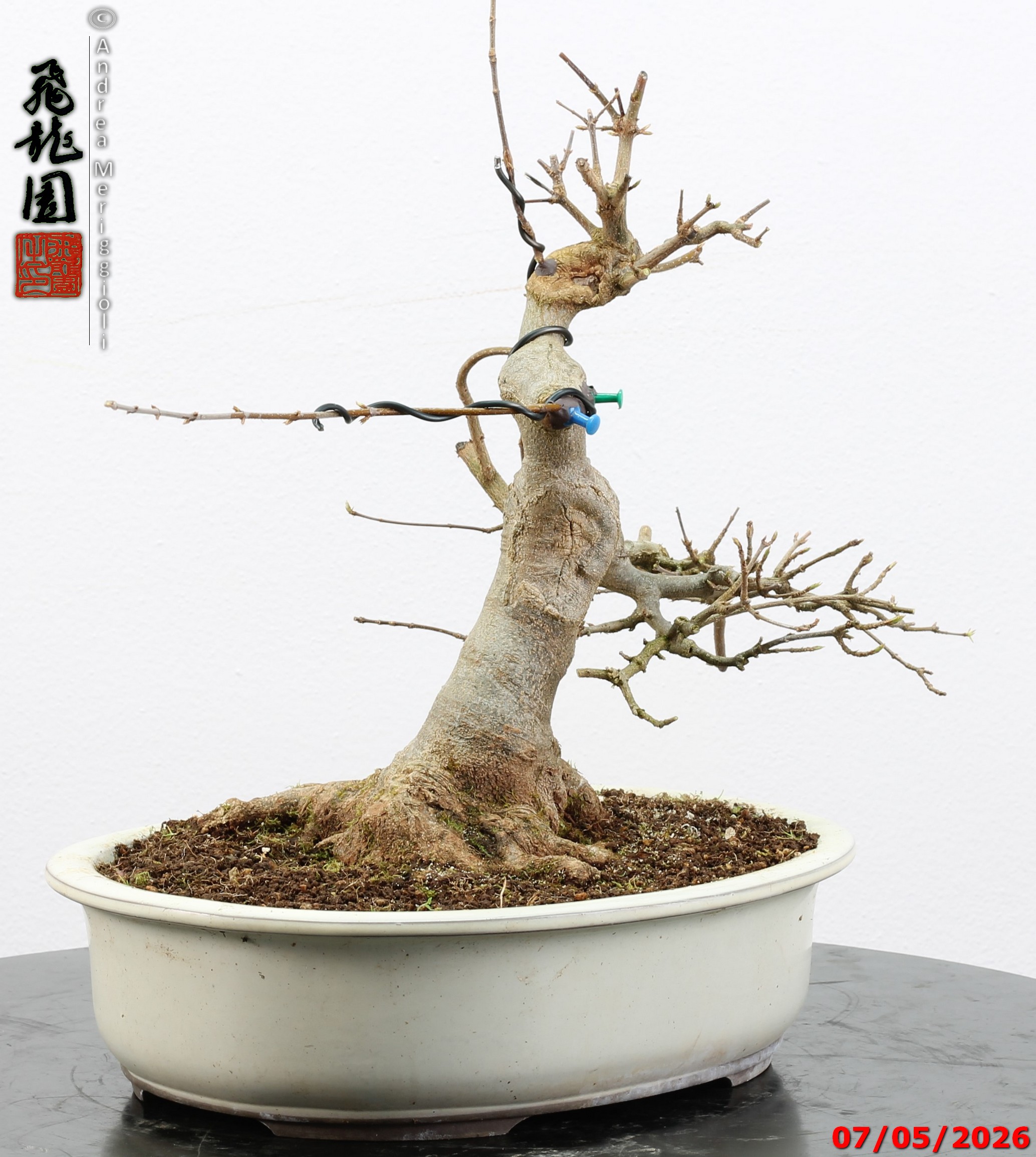 Acer buergerianum - Image 5