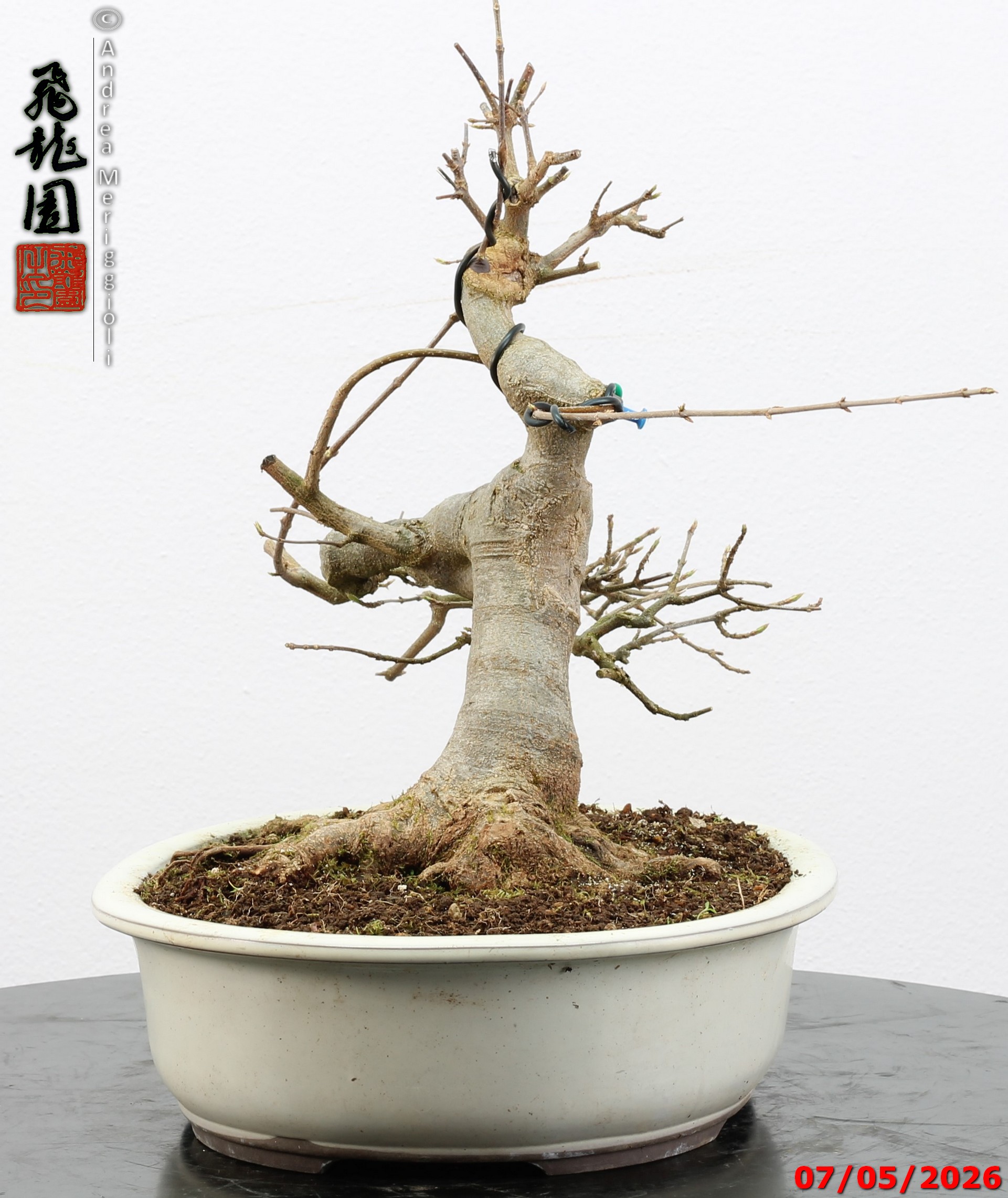 Acer buergerianum - Image 4