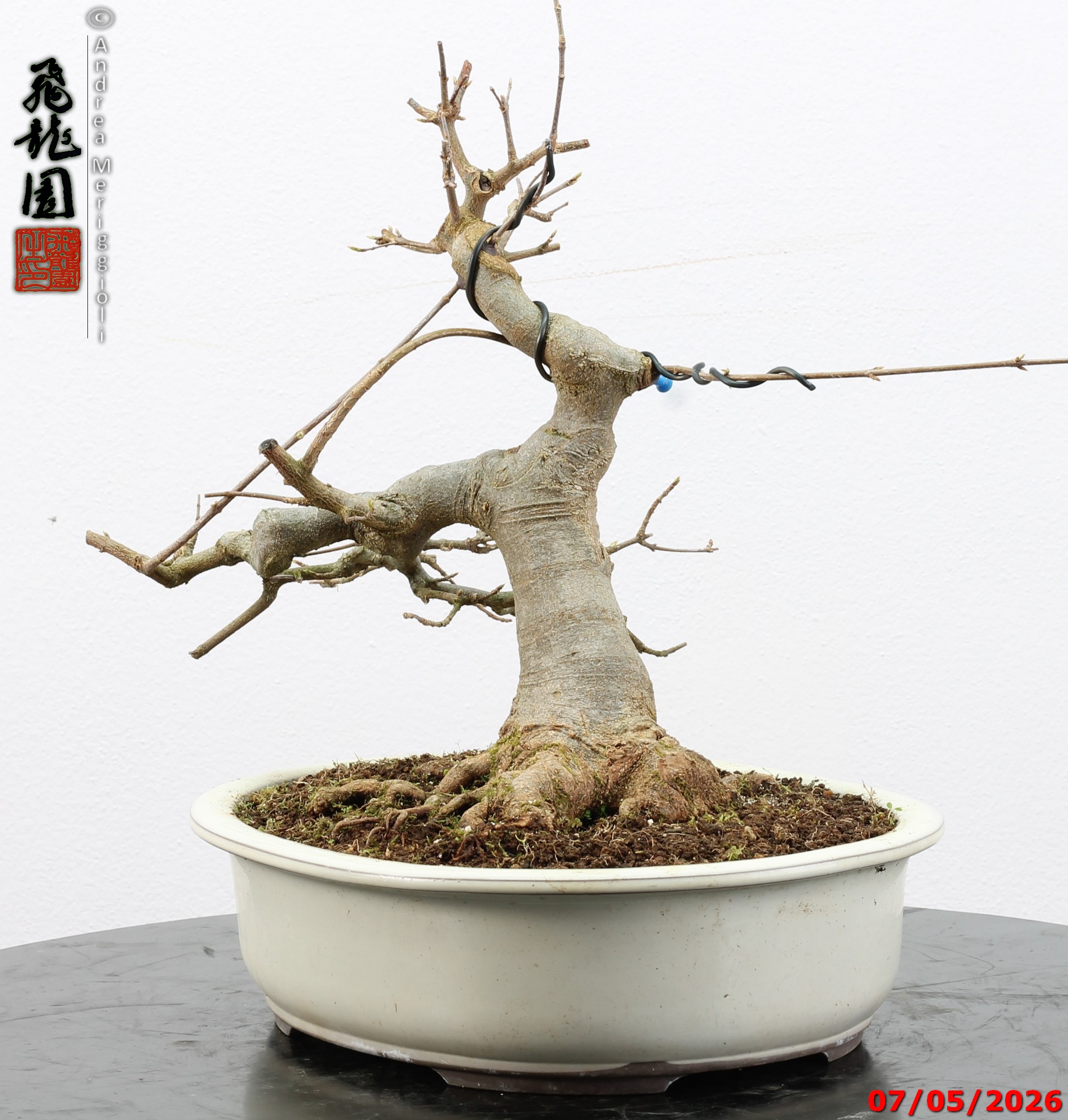 Acer buergerianum - Image 3
