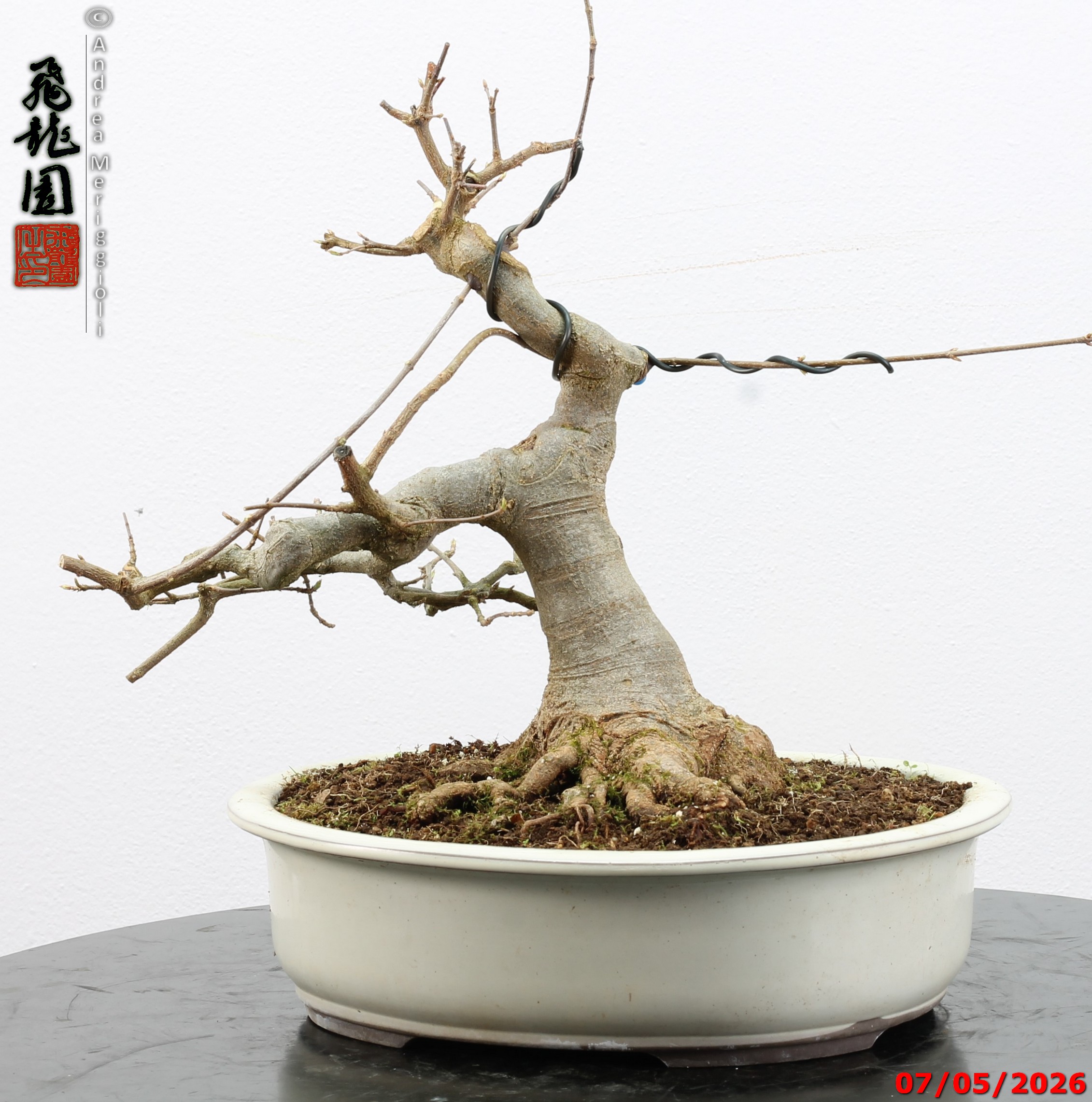 Acer buergerianum - Image 2