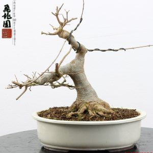 Acer buergerianum