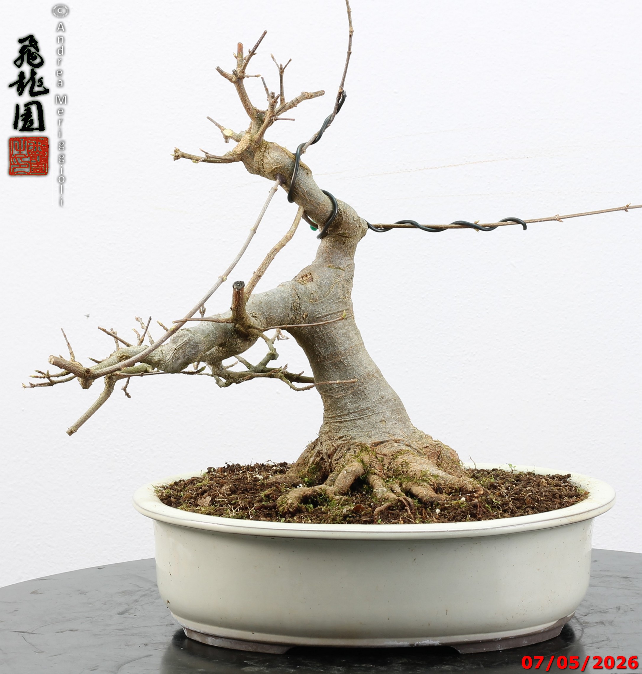 Acer buergerianum