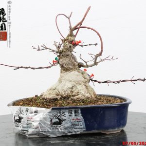 Acer palmatum deshojo shohin
