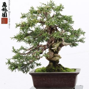 Juniperus itoigawa shohin