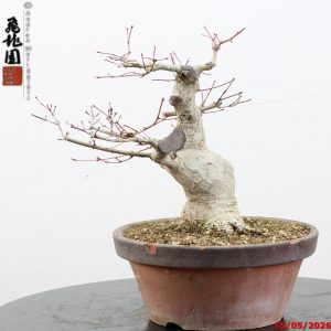 Acer palmatum