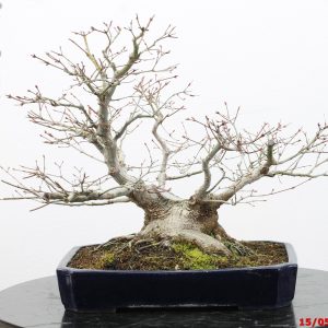 Acer palmatum