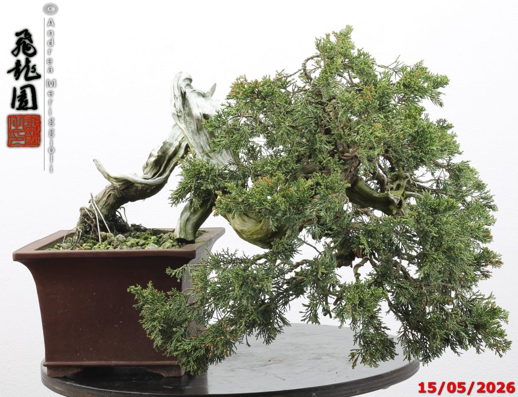 Juniperus sabina