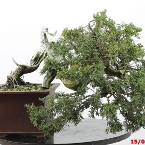 Juniperus sabina