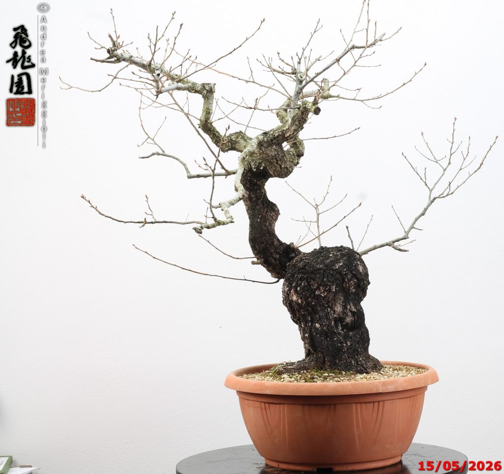 Castanea Crenata