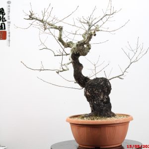 Castanea Crenata