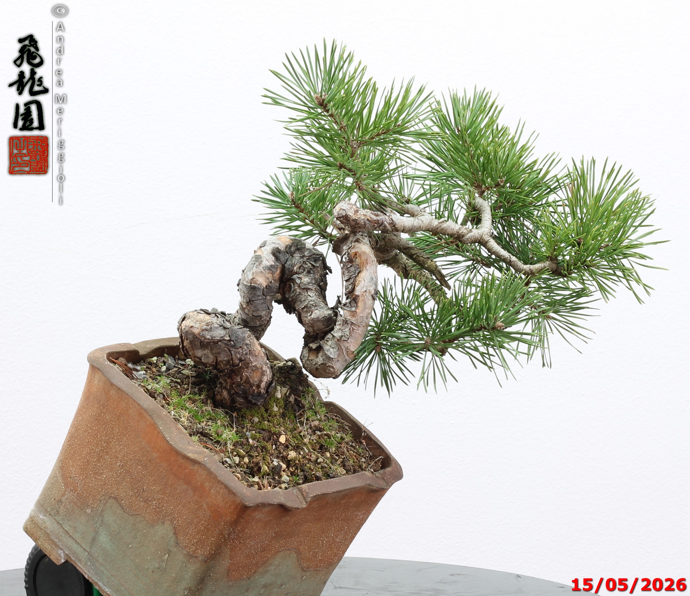 Pinus sylvestris shohin - Image 11