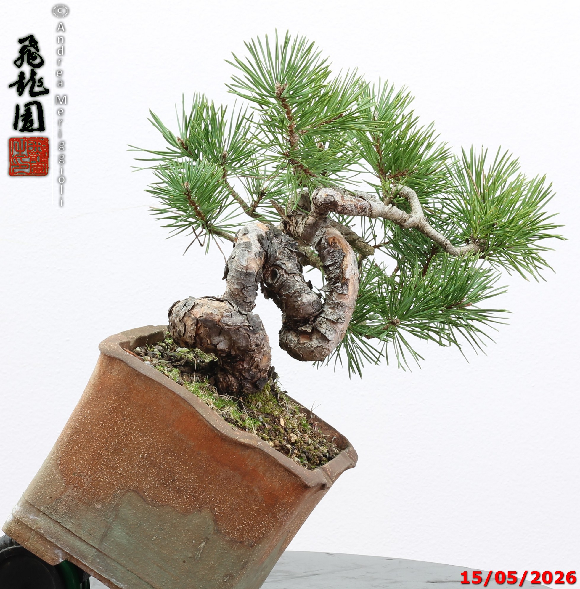 Pinus sylvestris shohin - Image 10