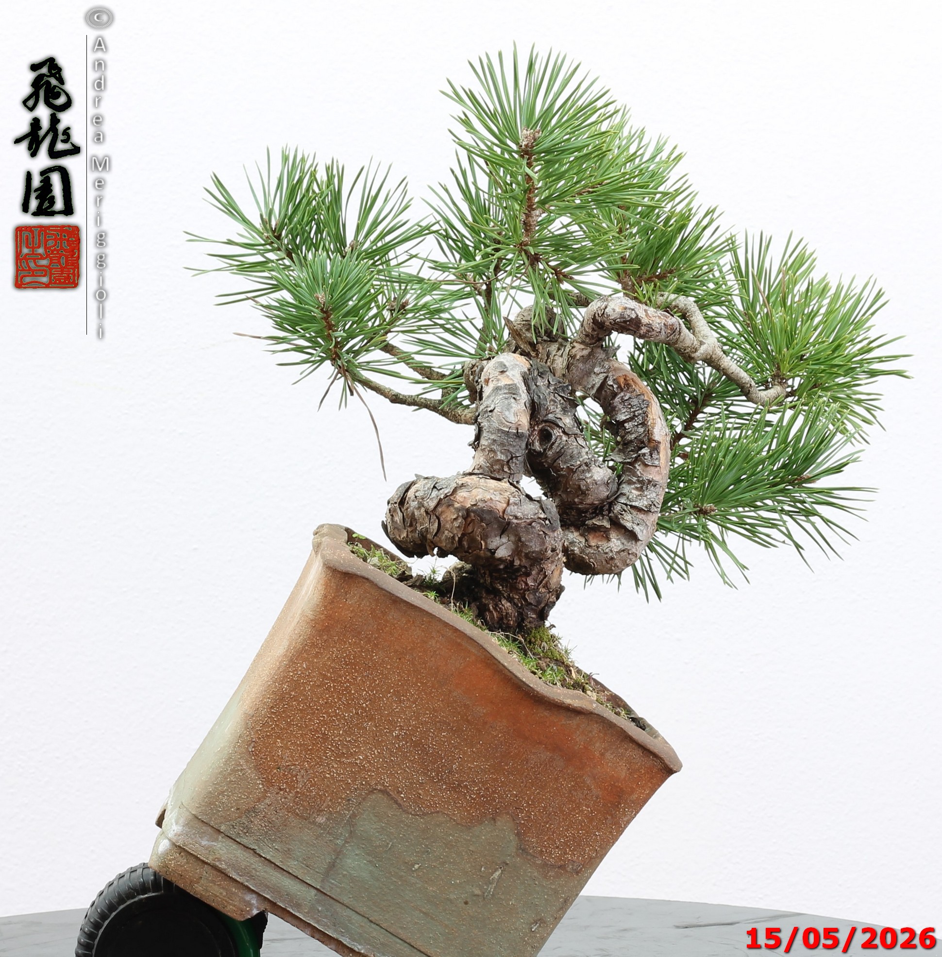 Pinus sylvestris shohin - Image 9