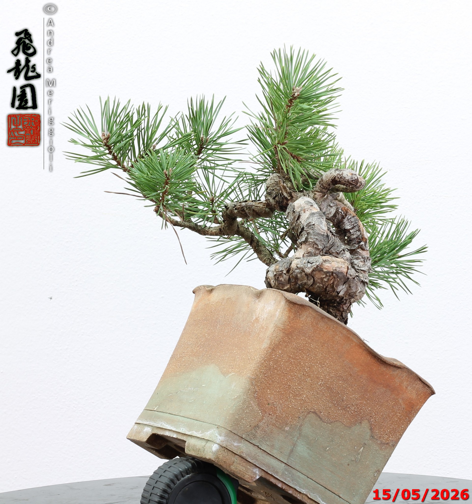 Pinus sylvestris shohin - Image 8