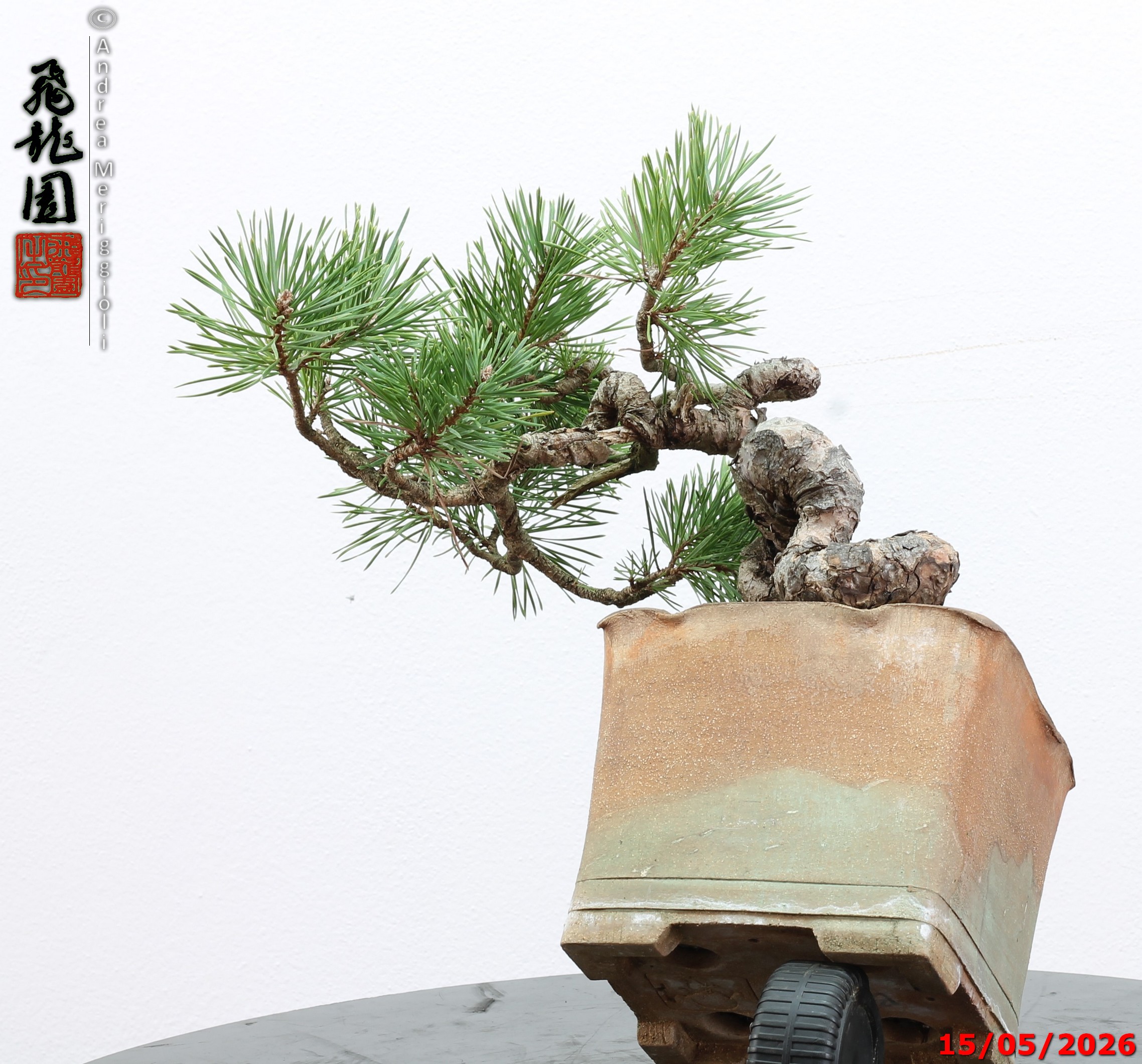 Pinus sylvestris shohin - Image 7