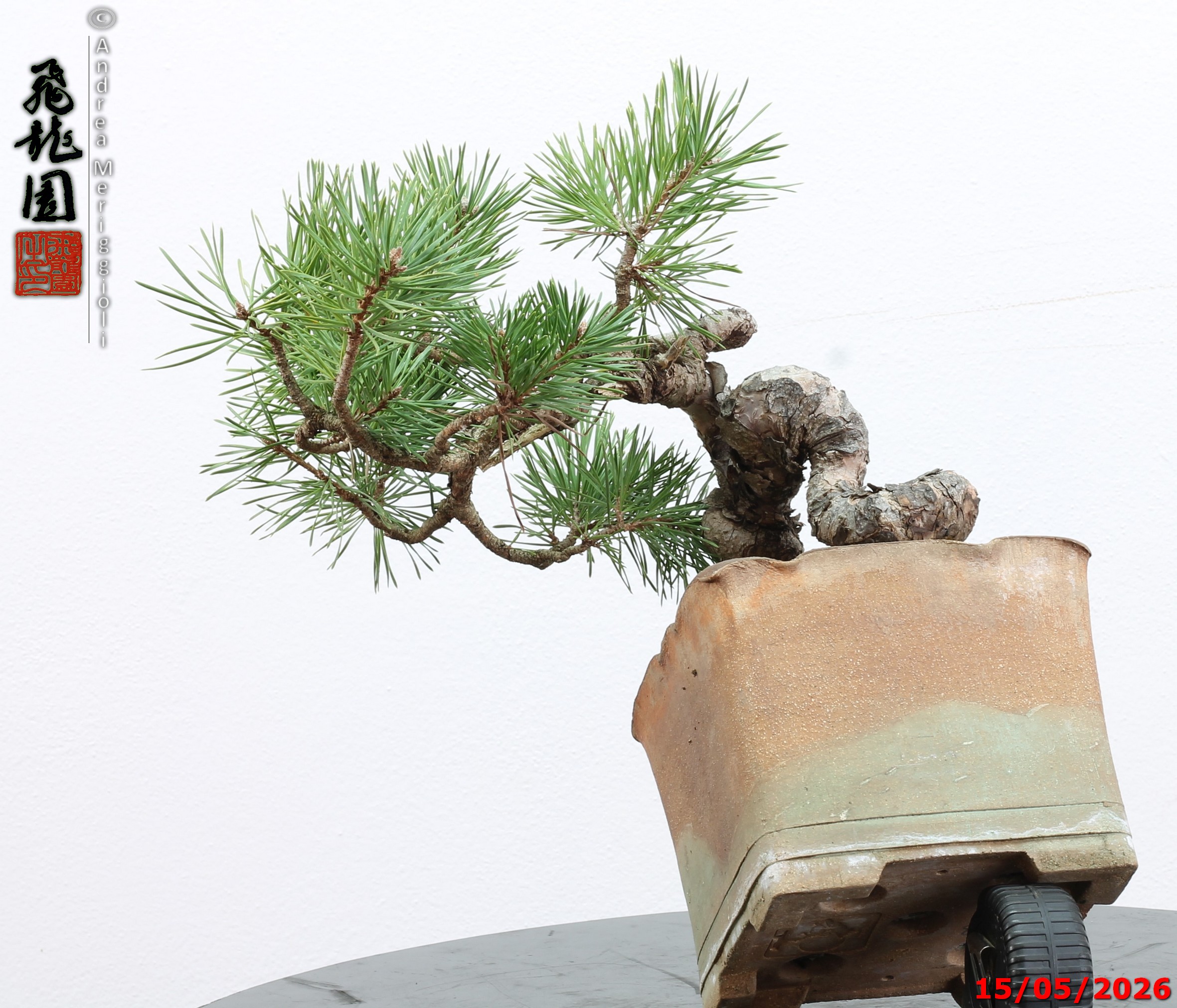 Pinus sylvestris shohin - Image 6
