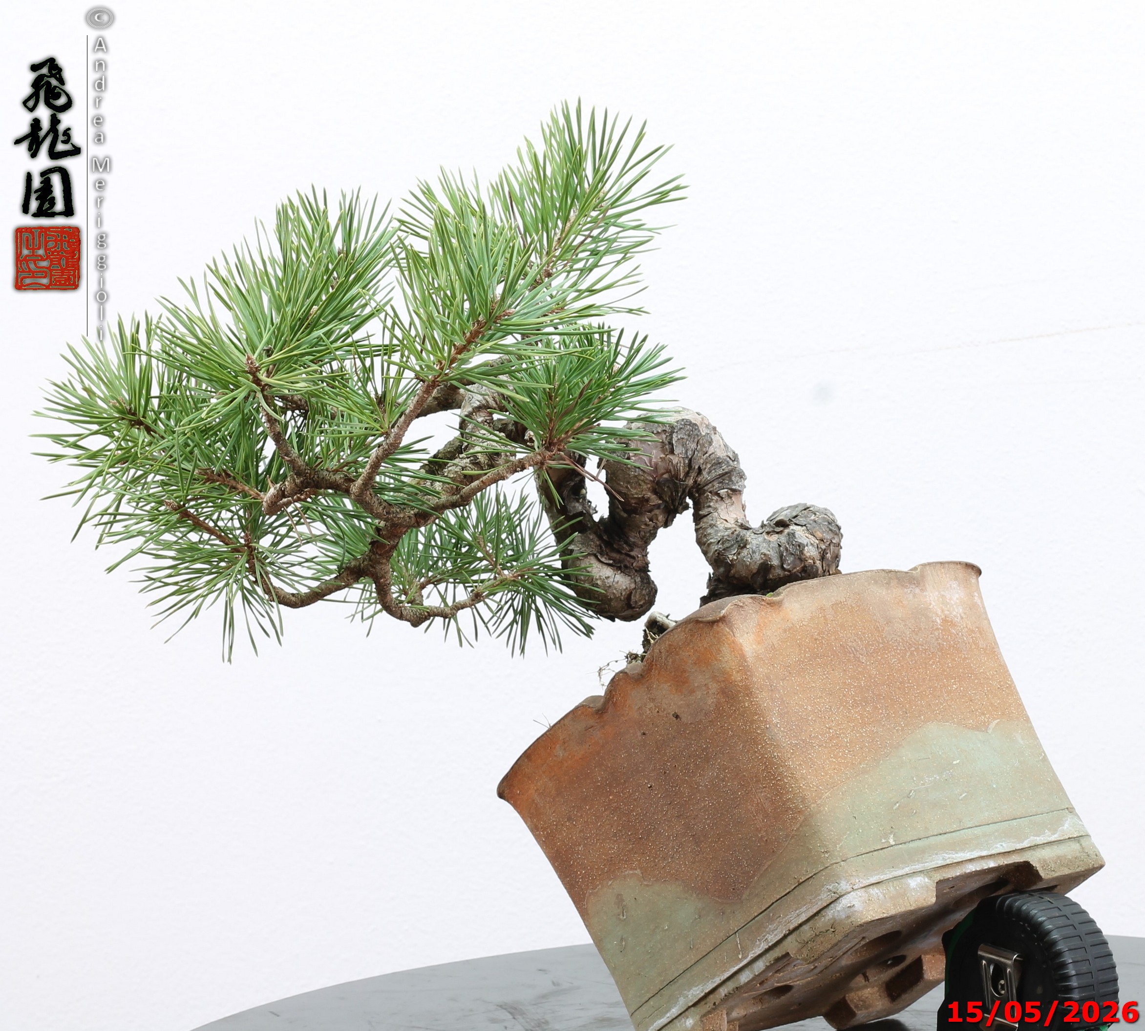 Pinus sylvestris shohin - Image 5