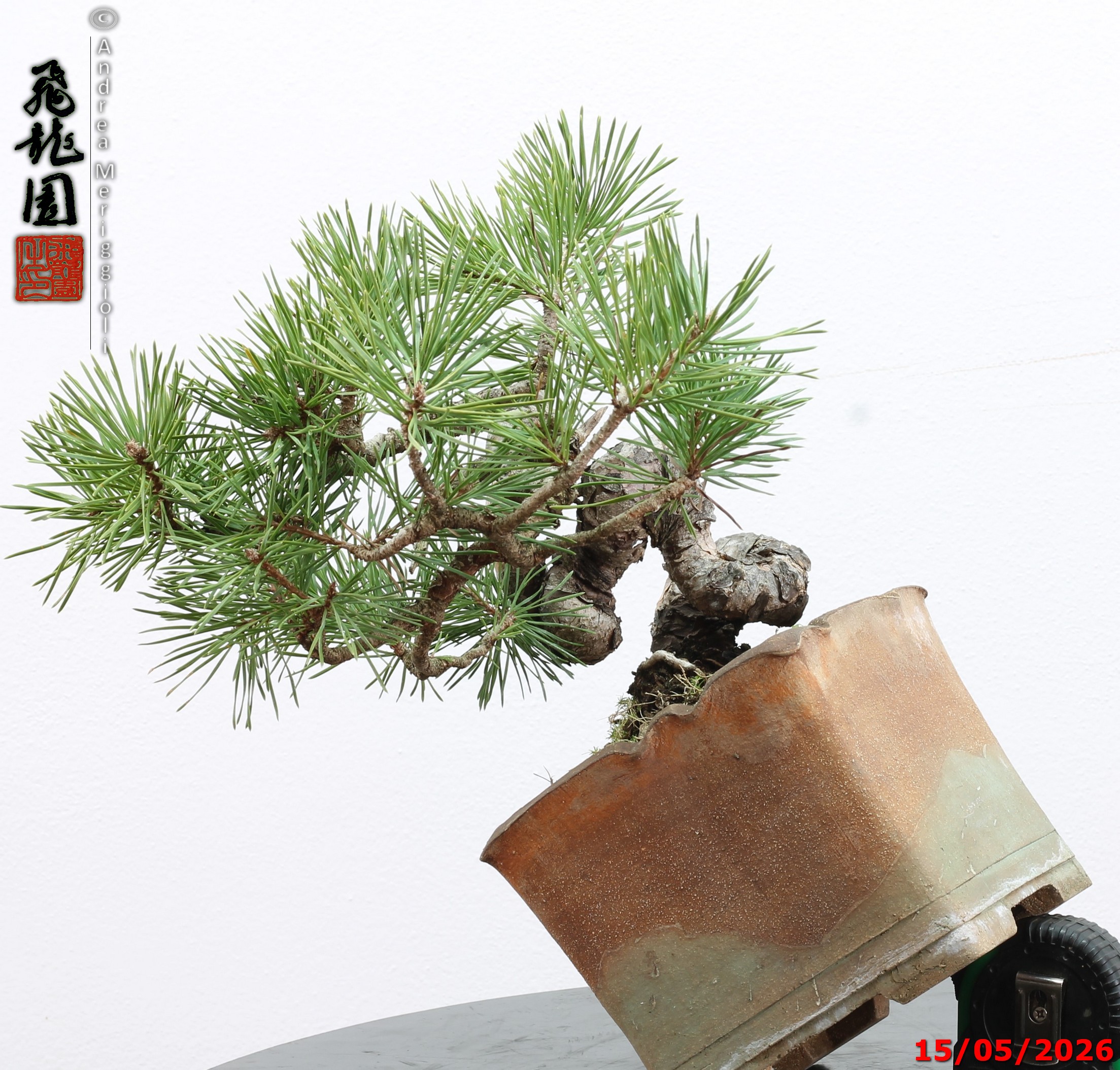 Pinus sylvestris shohin - Image 4