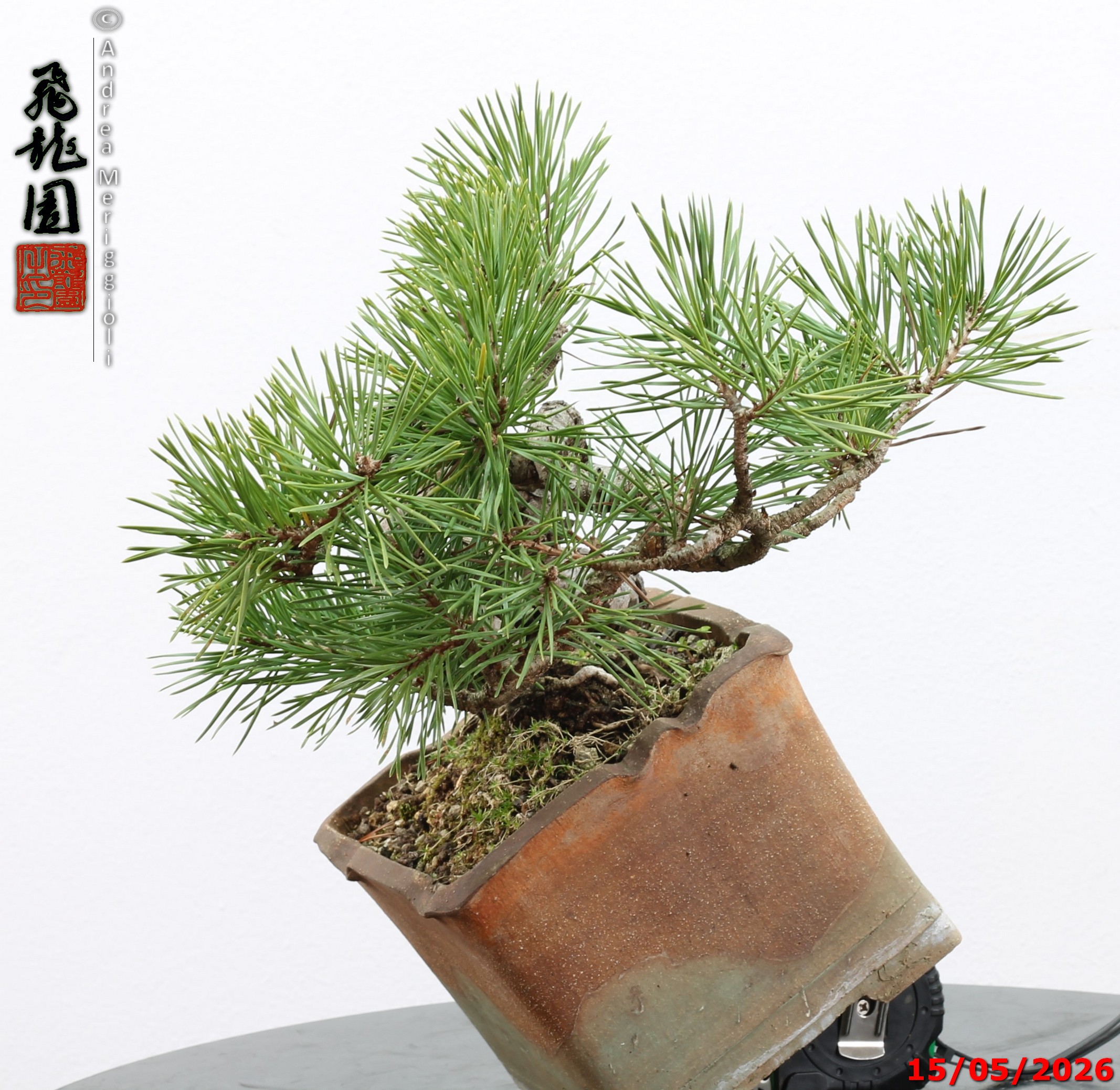 Pinus sylvestris shohin - Image 3