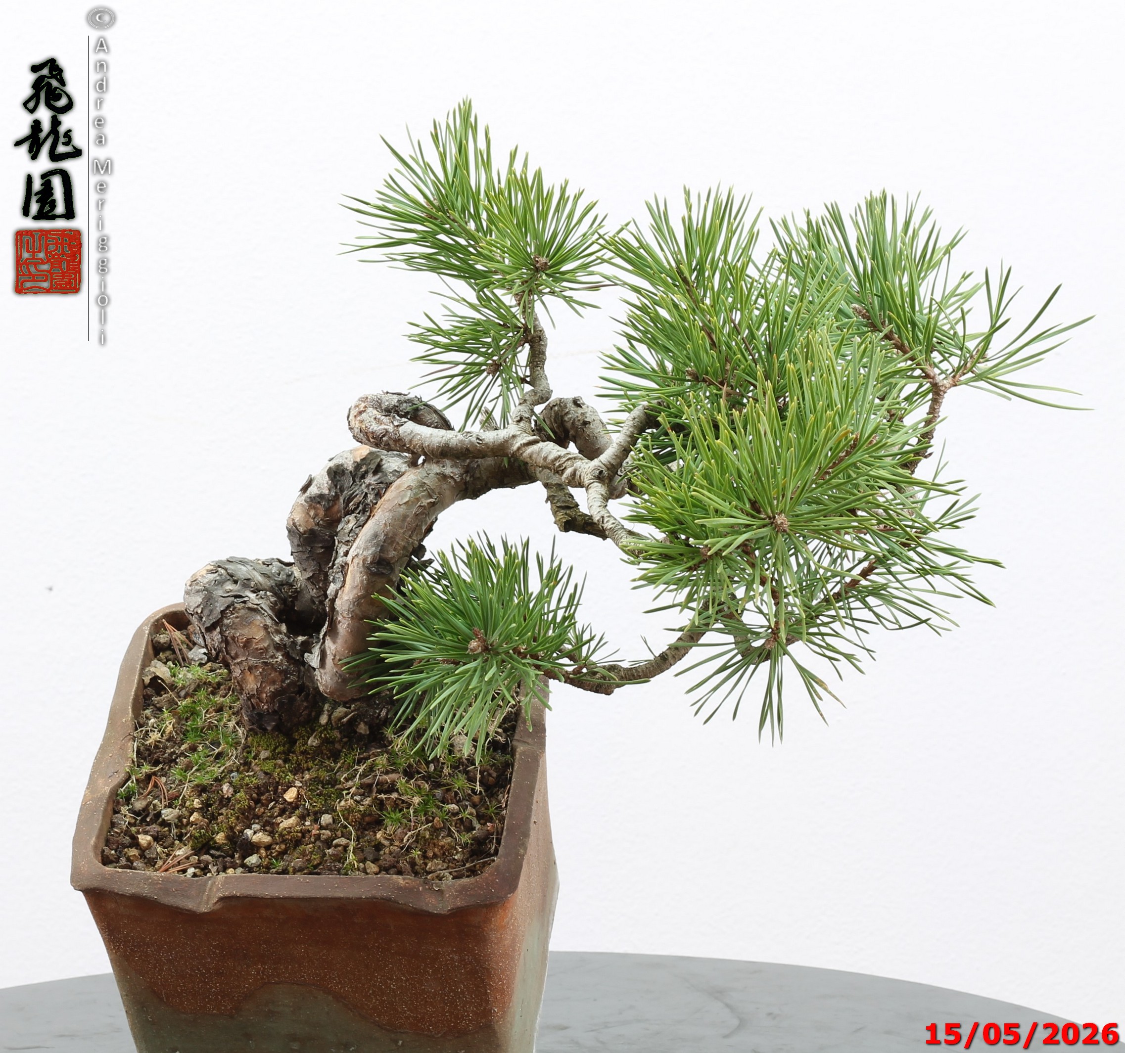 Pinus sylvestris shohin - Image 2
