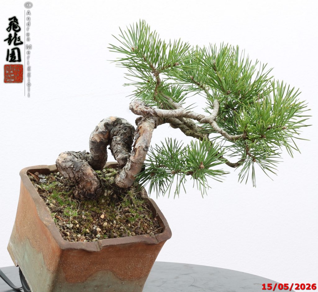 Pinus sylvestris shohin