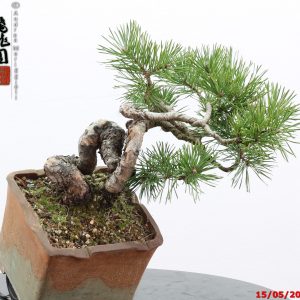 Pinus sylvestris shohin