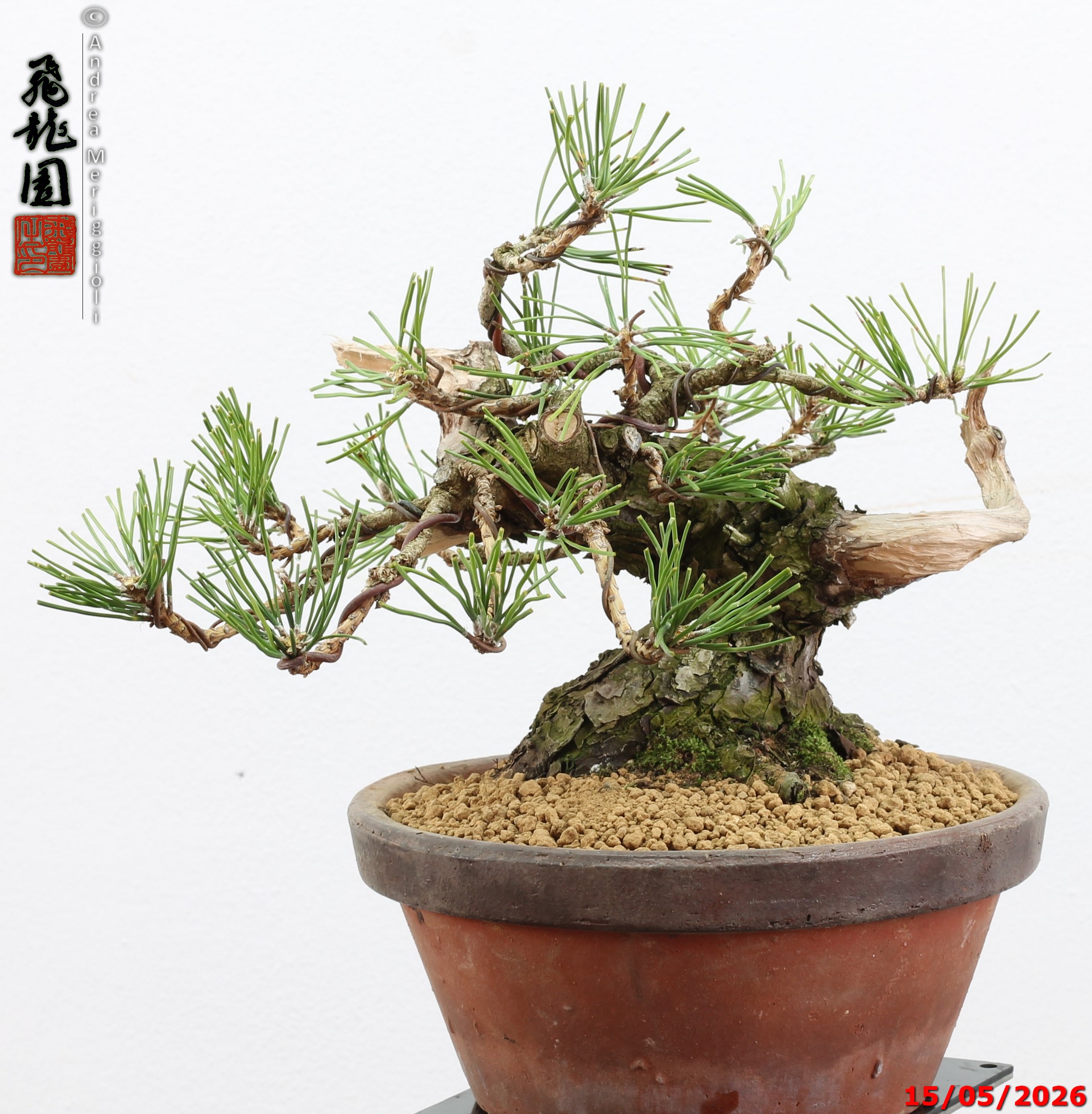 Pinus thunbergii shohin - immagine 12