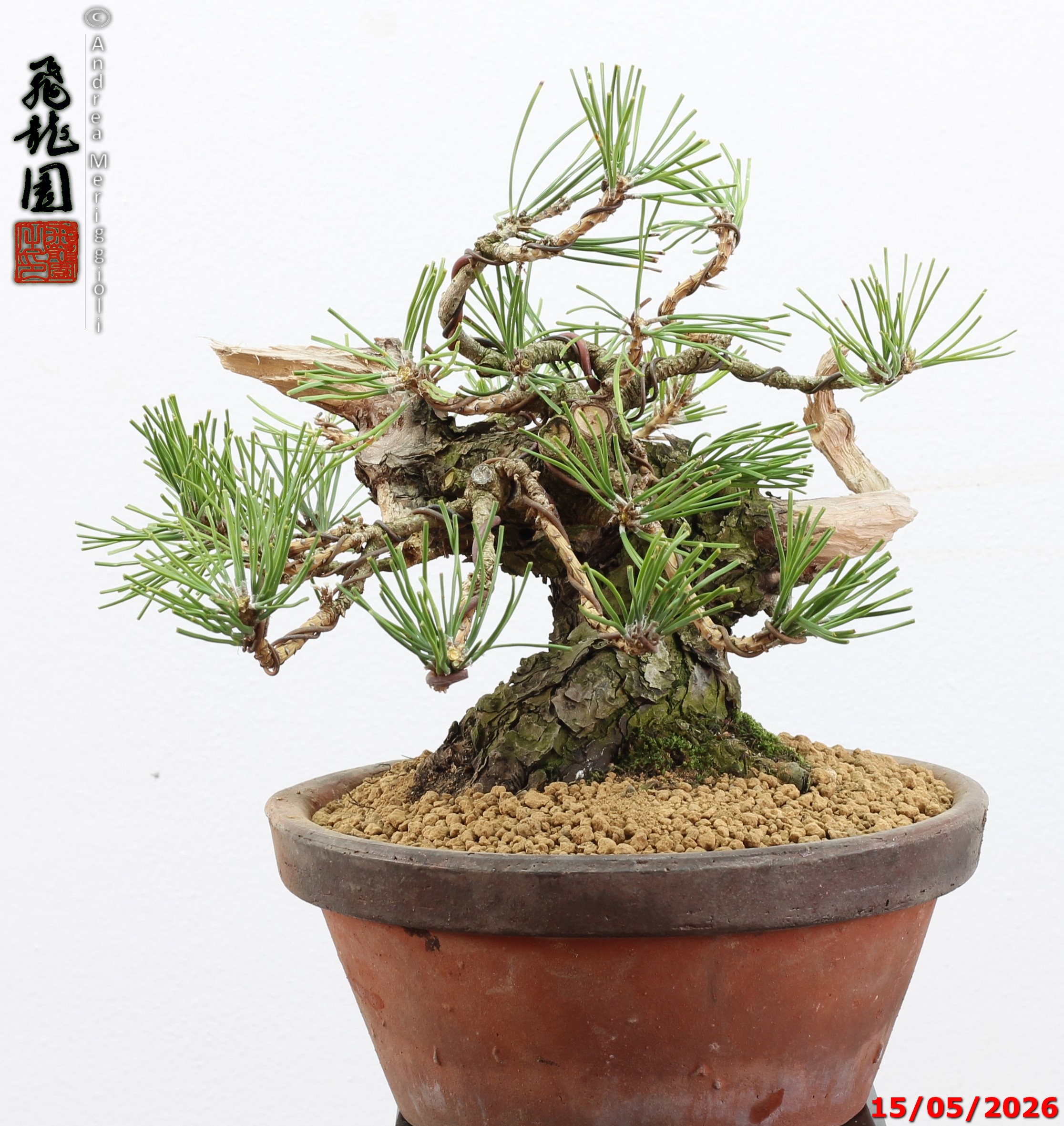 Pinus thunbergii shohin - immagine 11