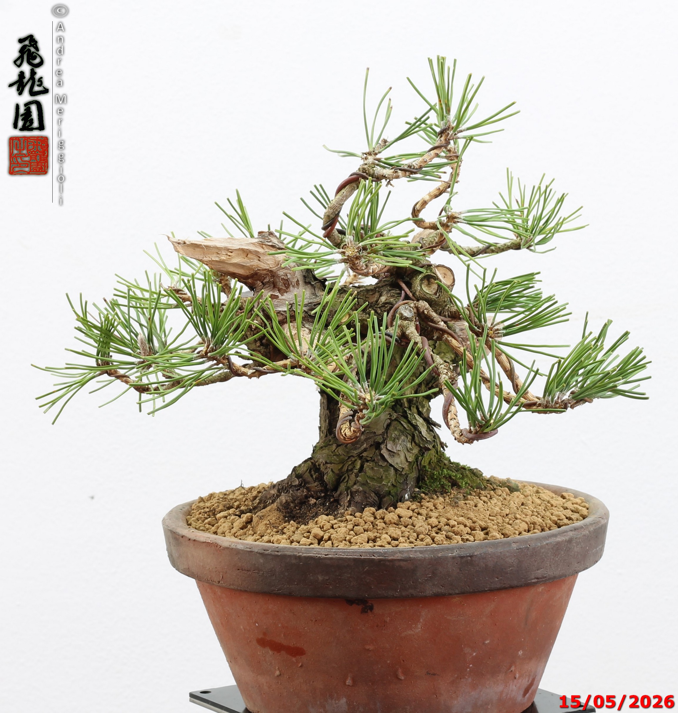 Pinus thunbergii shohin - immagine 10