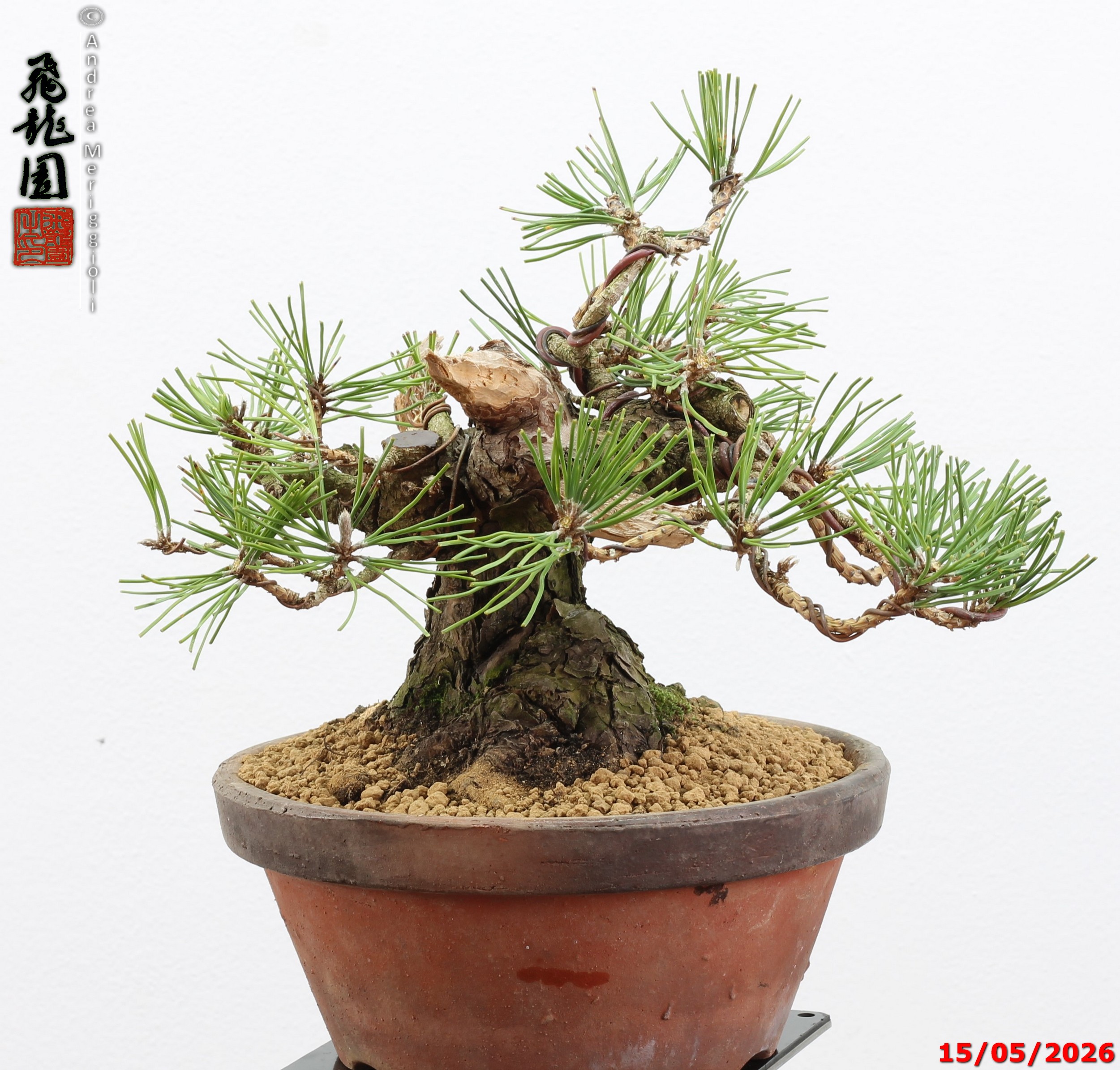 Pinus thunbergii shohin - immagine 9