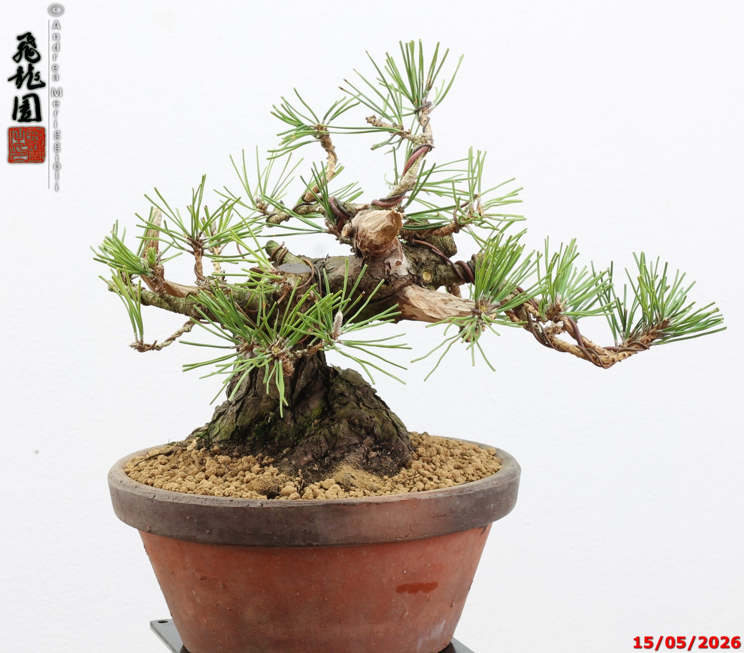 Pinus thunbergii shohin - immagine 8