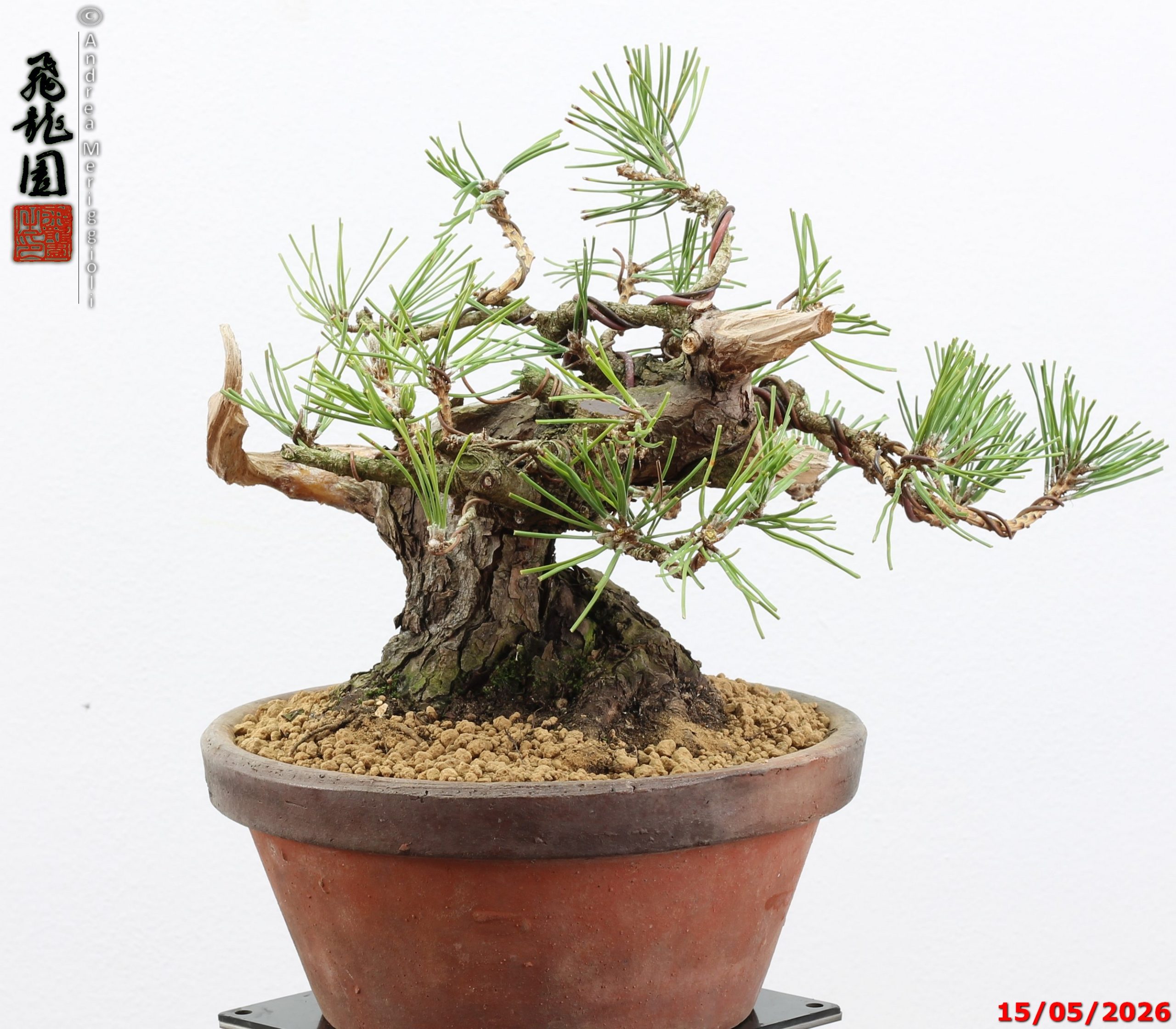 Pinus thunbergii shohin - immagine 7