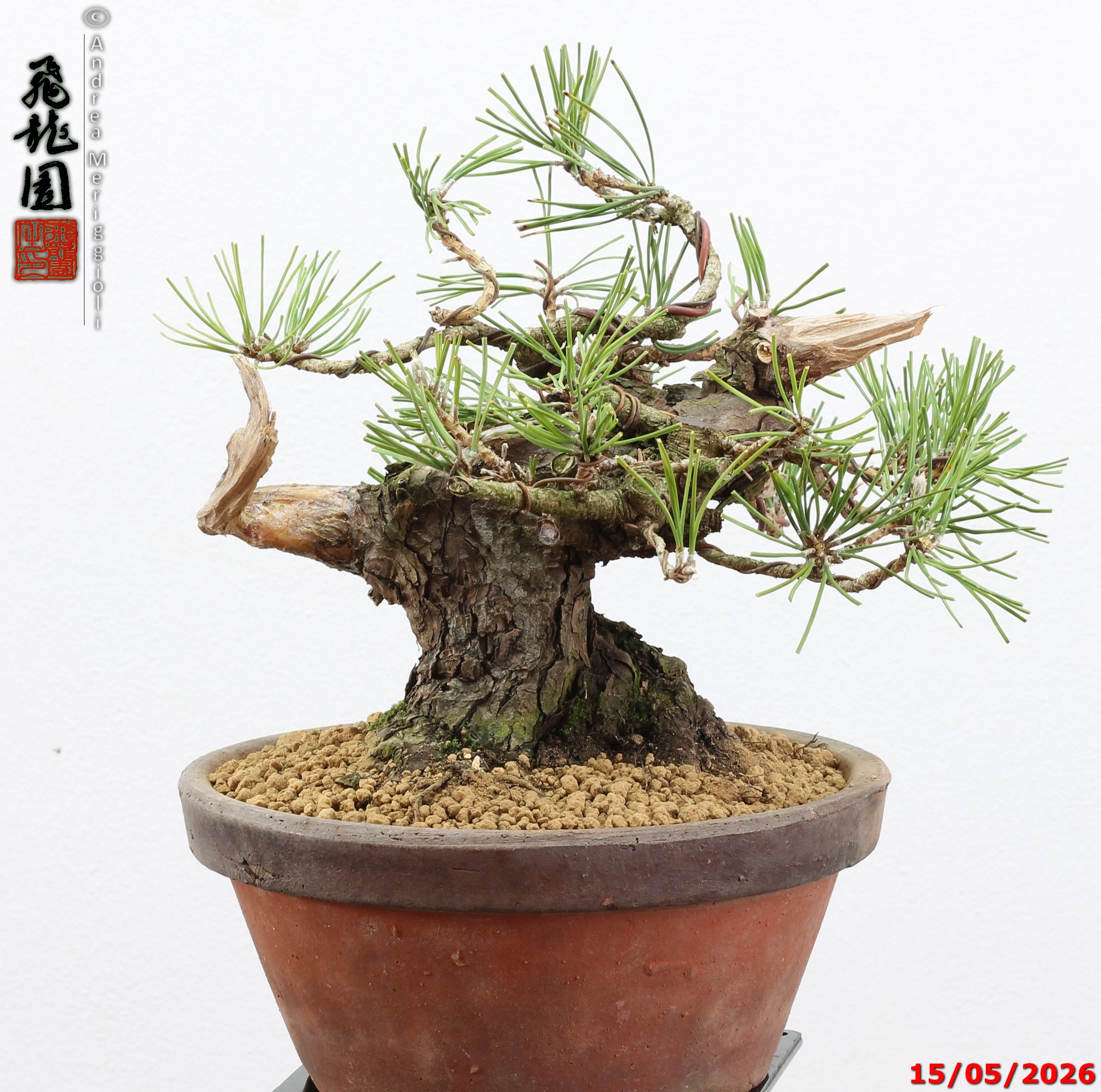 Pinus thunbergii shohin - immagine 6