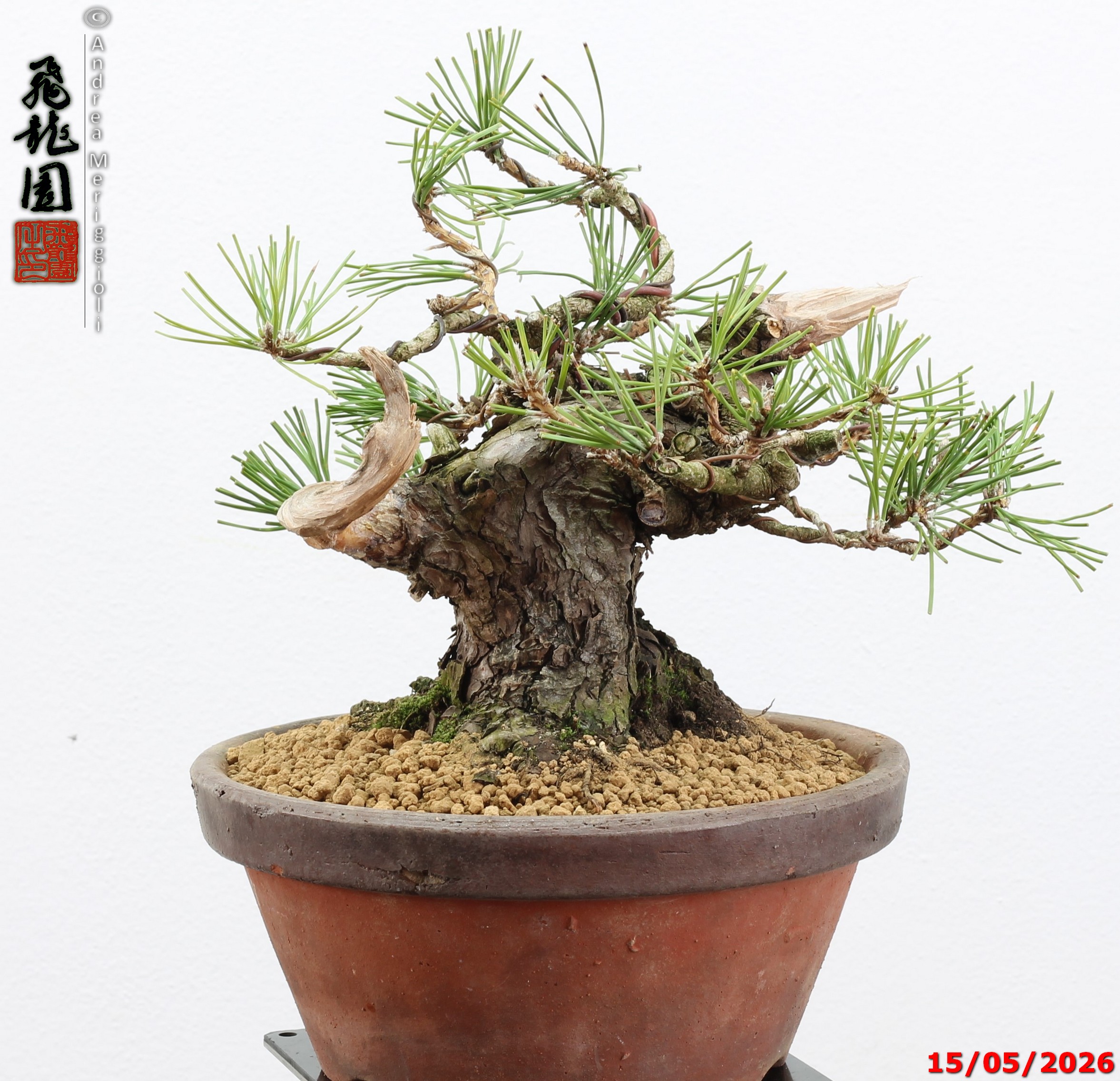 Pinus thunbergii shohin - immagine 5