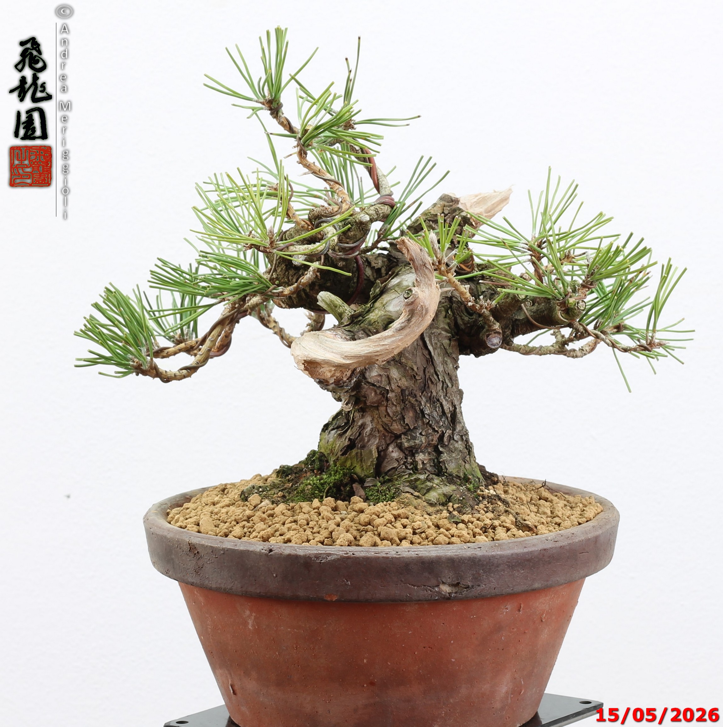 Pinus thunbergii shohin - immagine 4