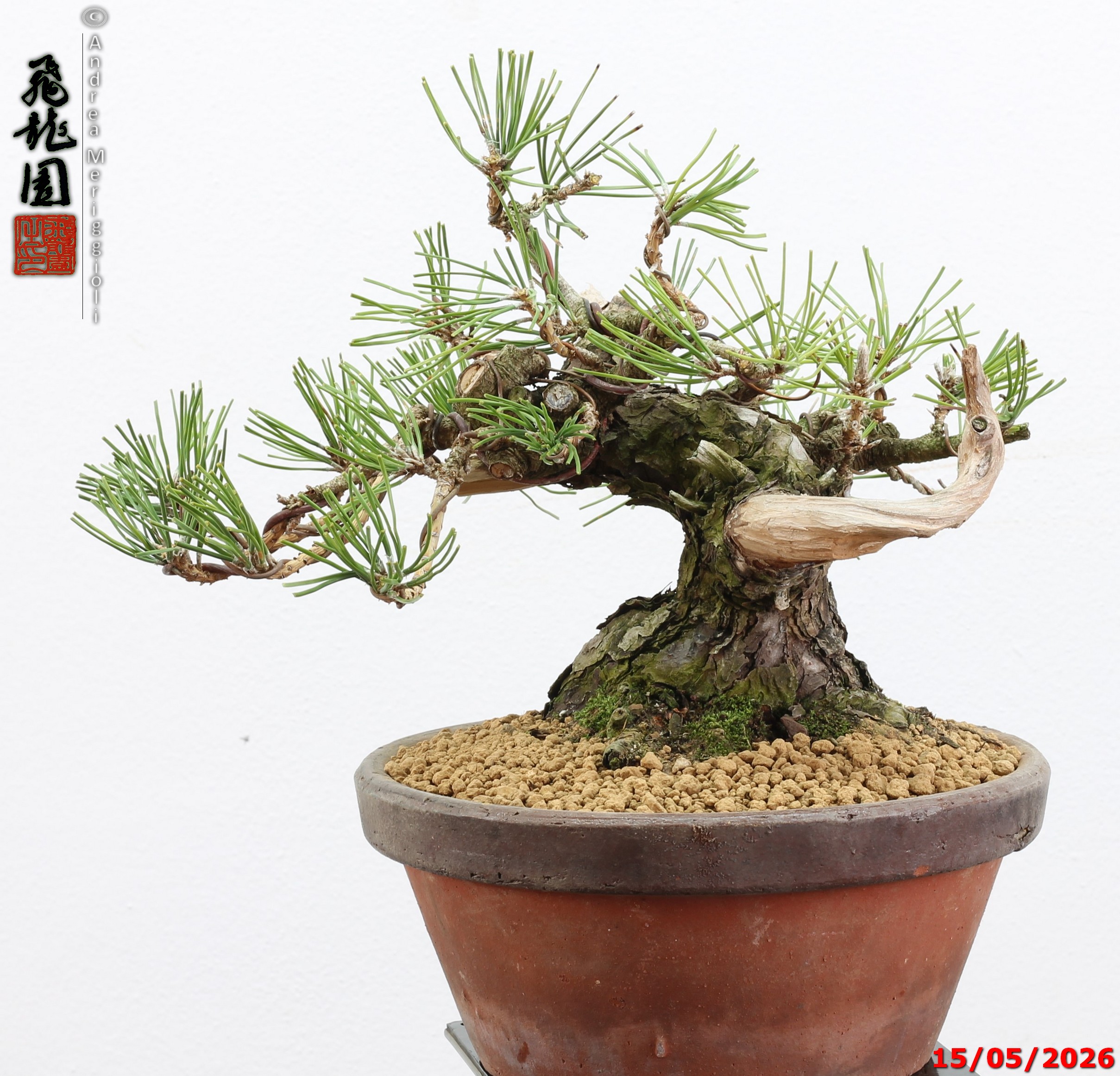 Pinus thunbergii shohin - immagine 3