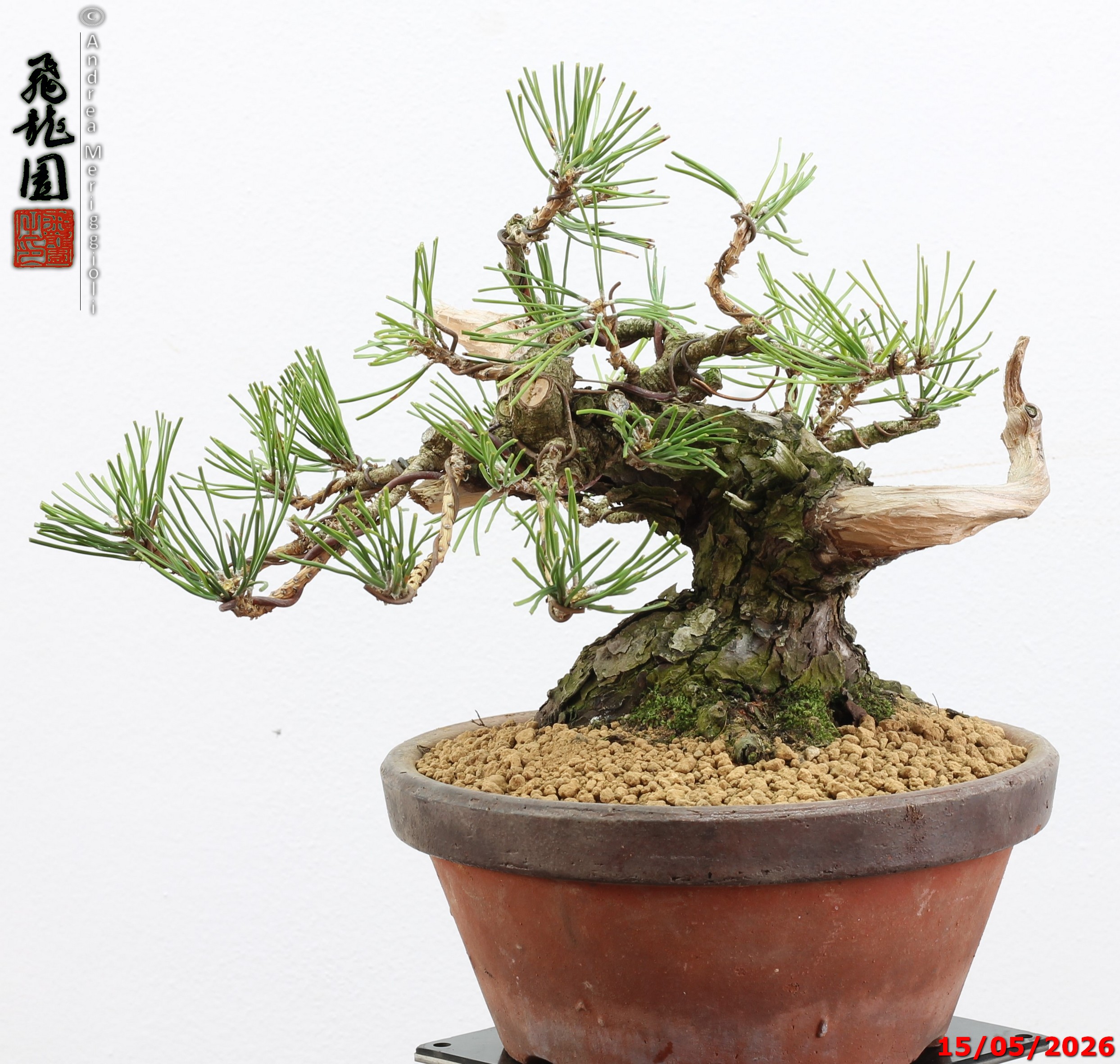 Pinus thunbergii shohin - immagine 2
