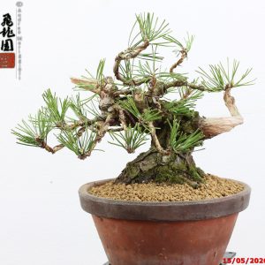 Pinus thunbergii shohin