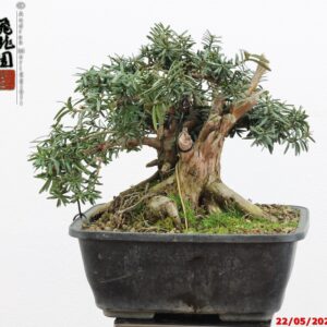 Taxus Baccata