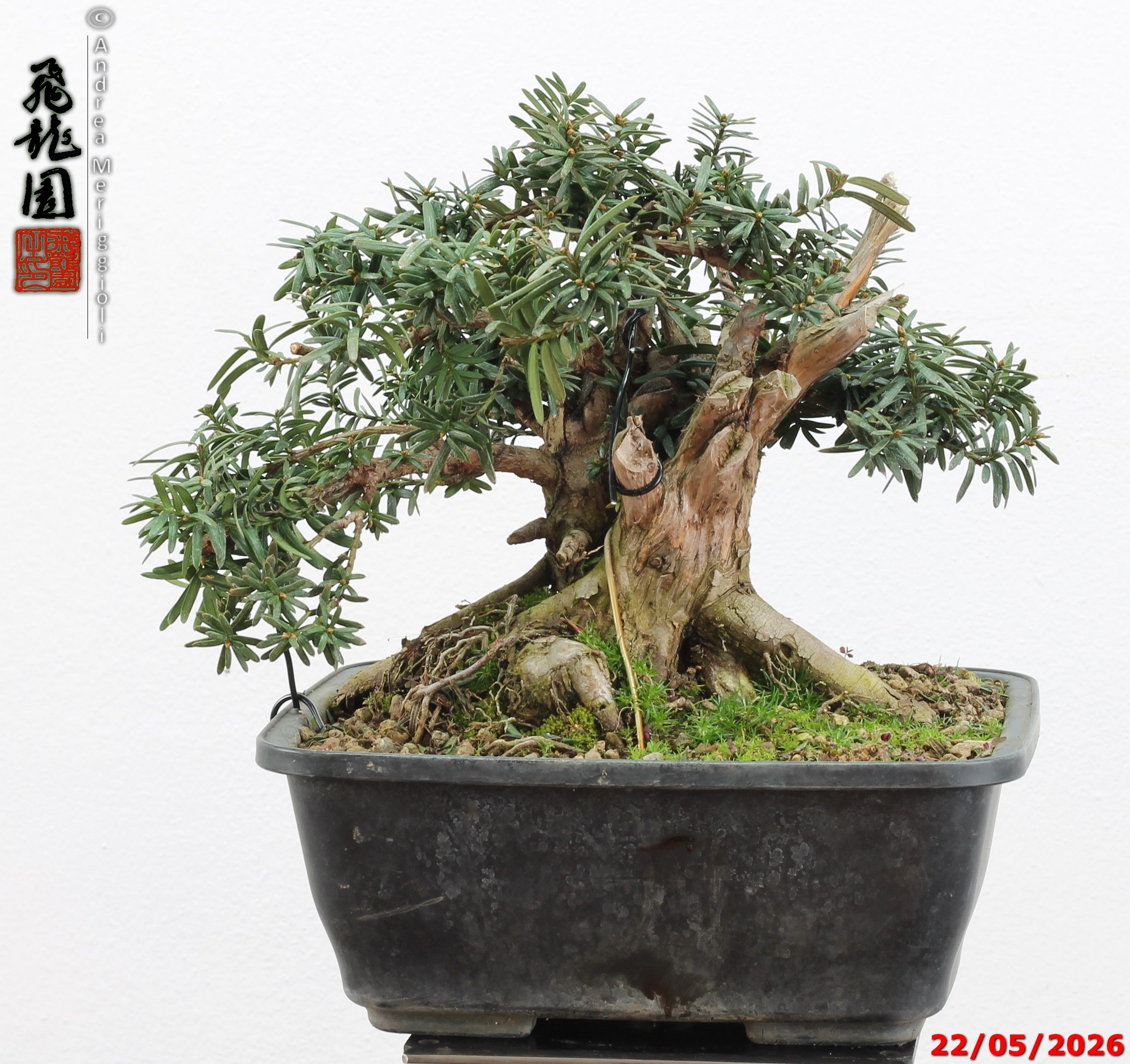 Taxus Baccata